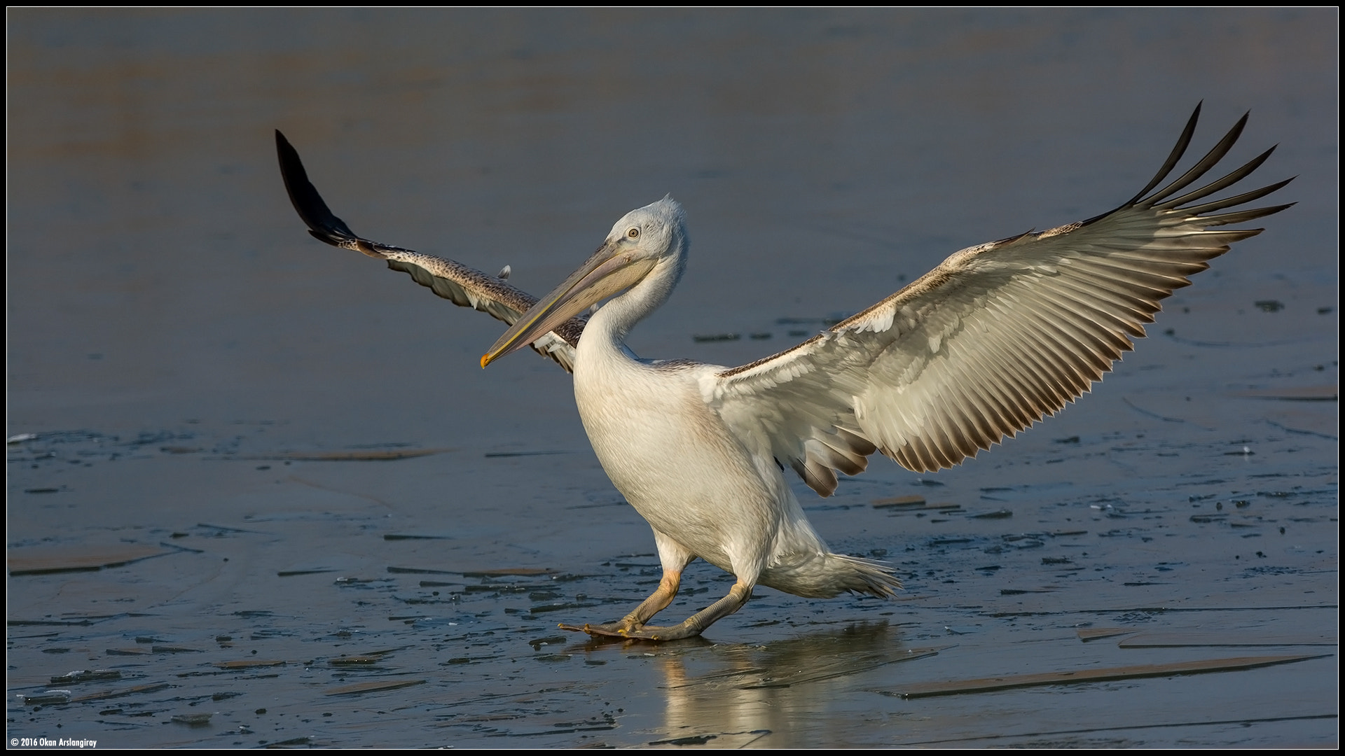 Nikon D7100 + Nikon AF-S Nikkor 500mm F4G ED VR sample photo. Dalmatian pelican, pelecanus crispus photography