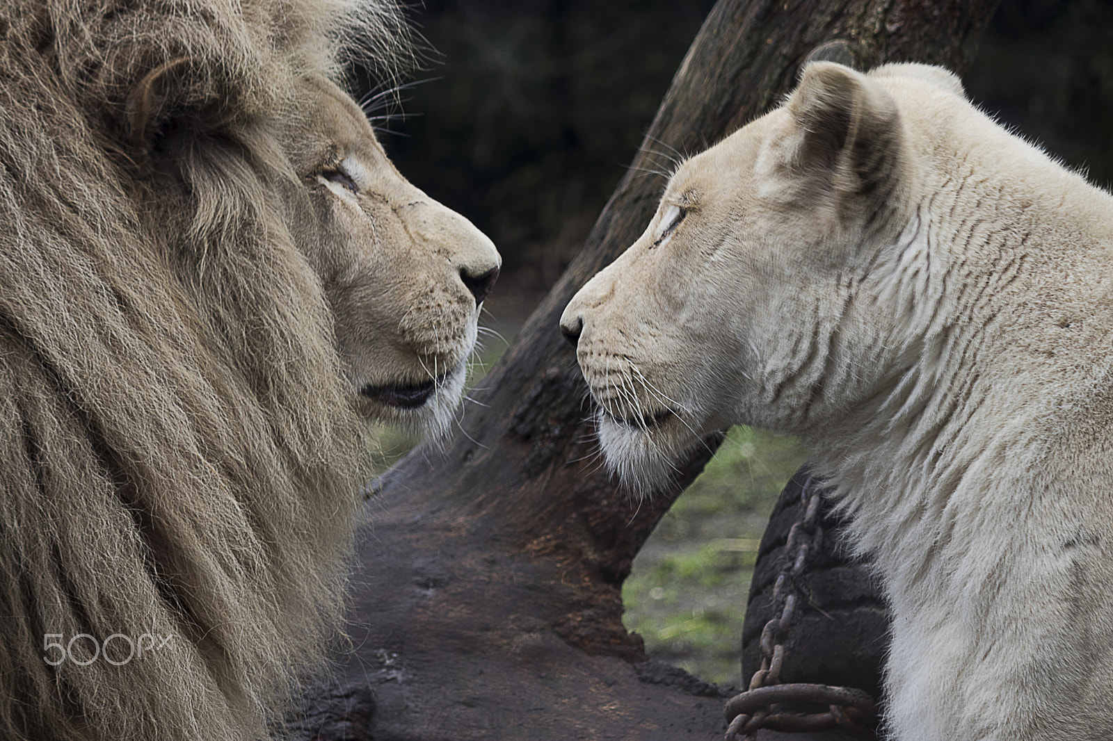 Canon EF-S 55-250mm F4-5.6 IS sample photo. King and queen photography