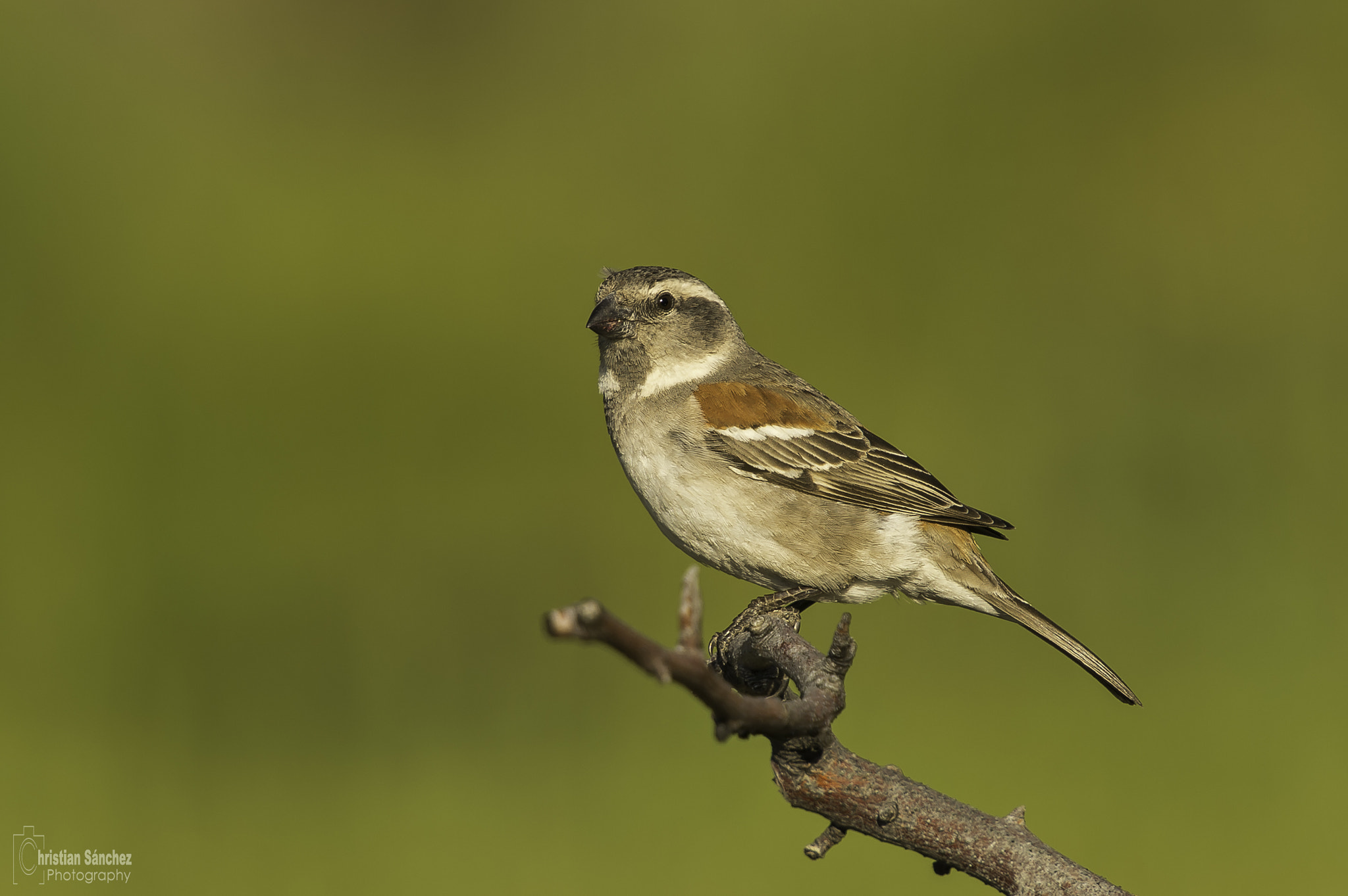 Nikon D4 + Nikon AF-S Nikkor 600mm F4G ED VR sample photo. Cape sparrow photography