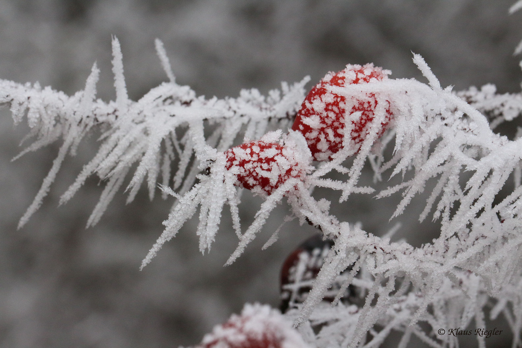 Canon EF 100mm F2.8L Macro IS USM sample photo. Winter, photography