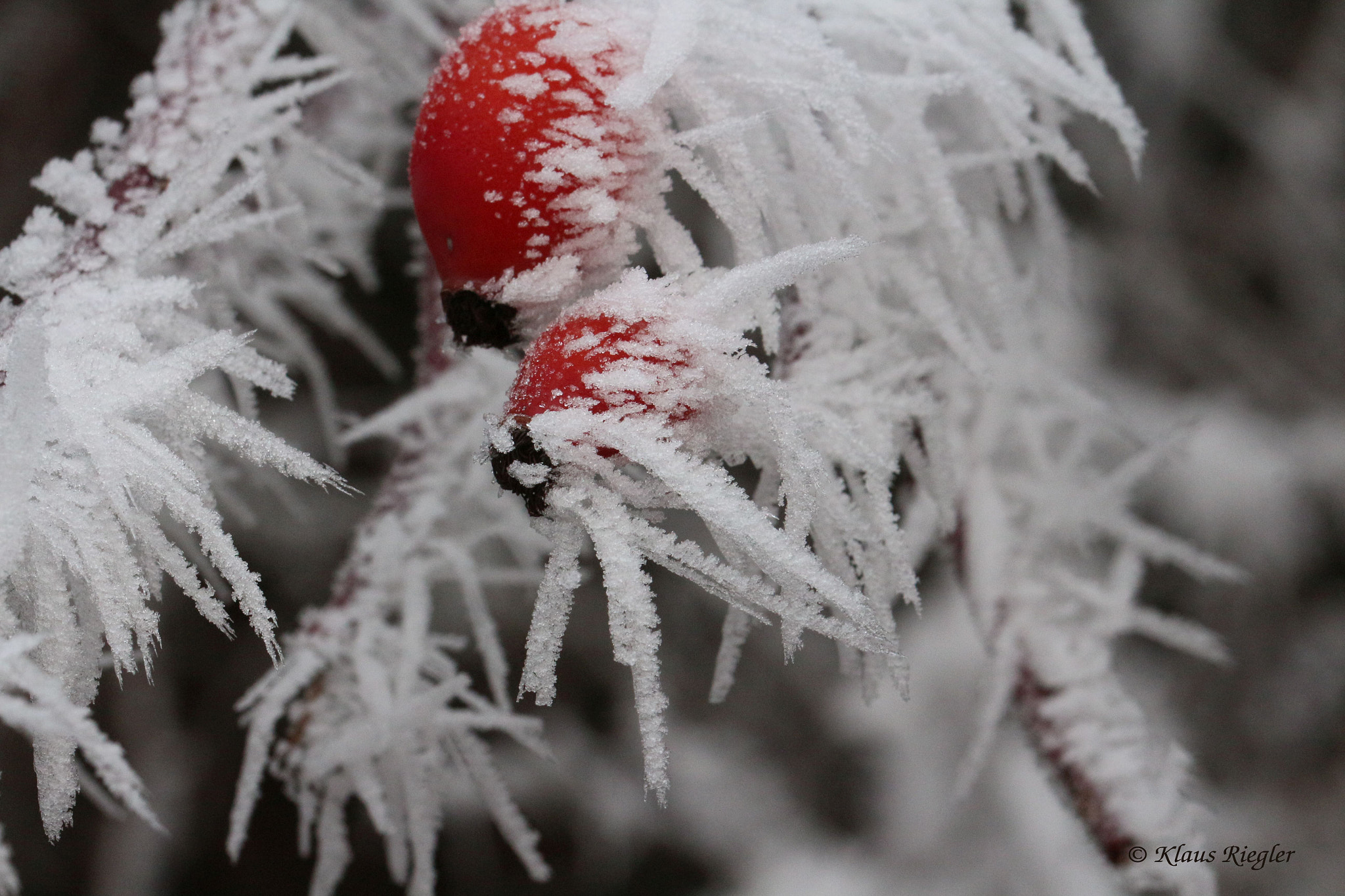 Canon EF 100mm F2.8L Macro IS USM sample photo. Winter, photography