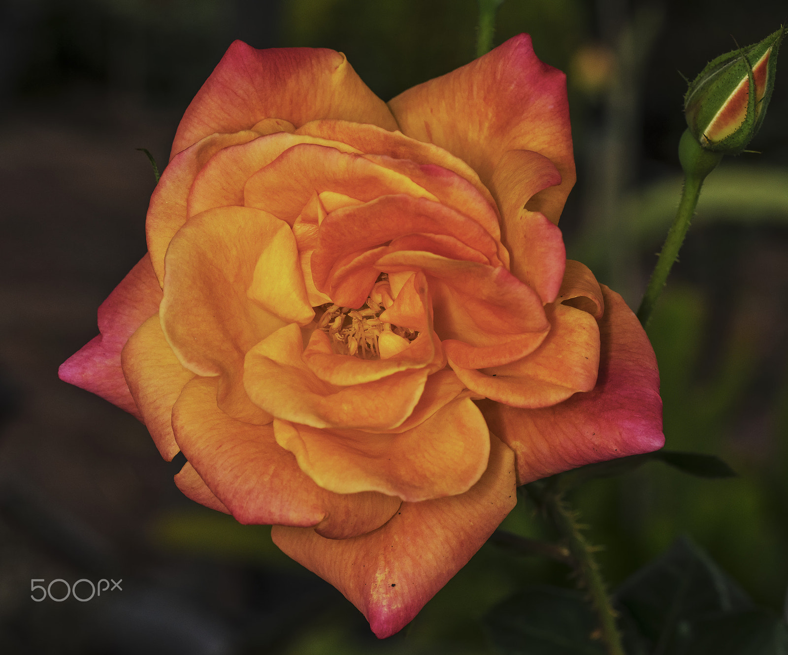 Sony a7R + Sony FE 90mm F2.8 Macro G OSS sample photo. Blooming red rose photography