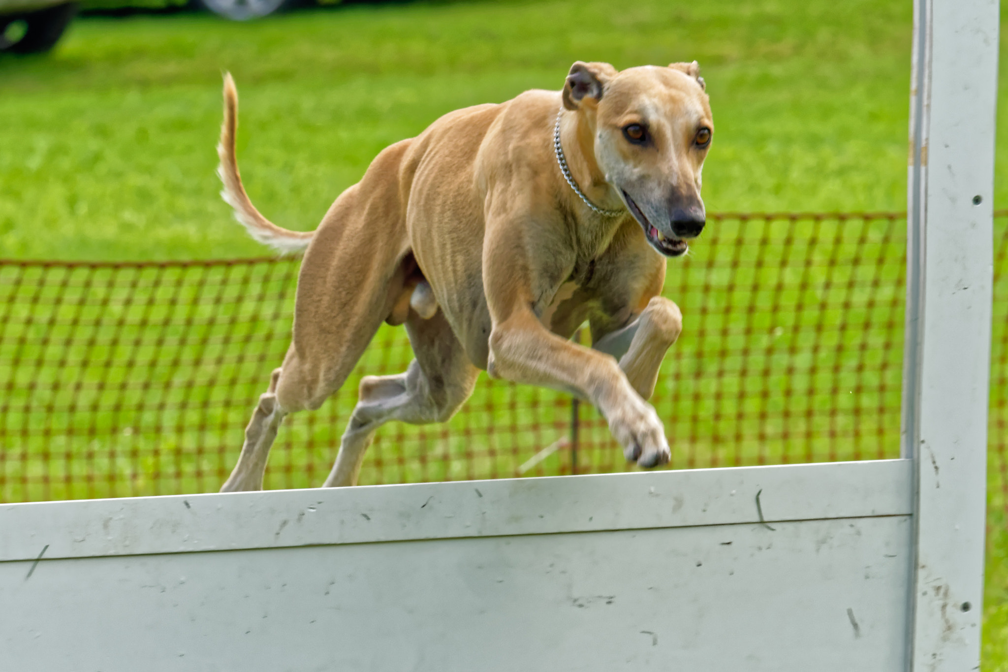 Panasonic Lumix DMC-GX8 sample photo. Riff going over high jump photography