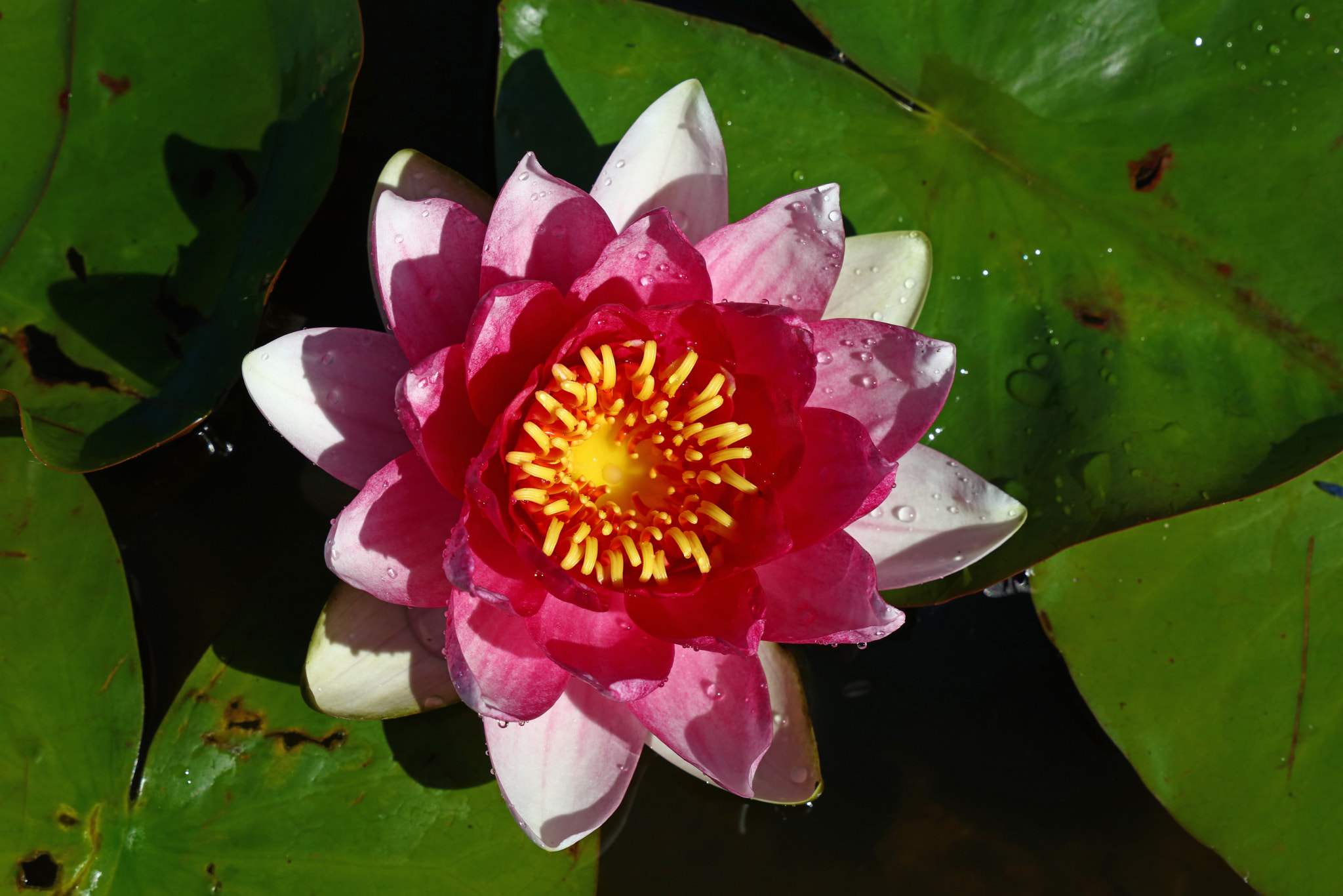 Canon EOS 5DS sample photo. Lotus water lily flower photography