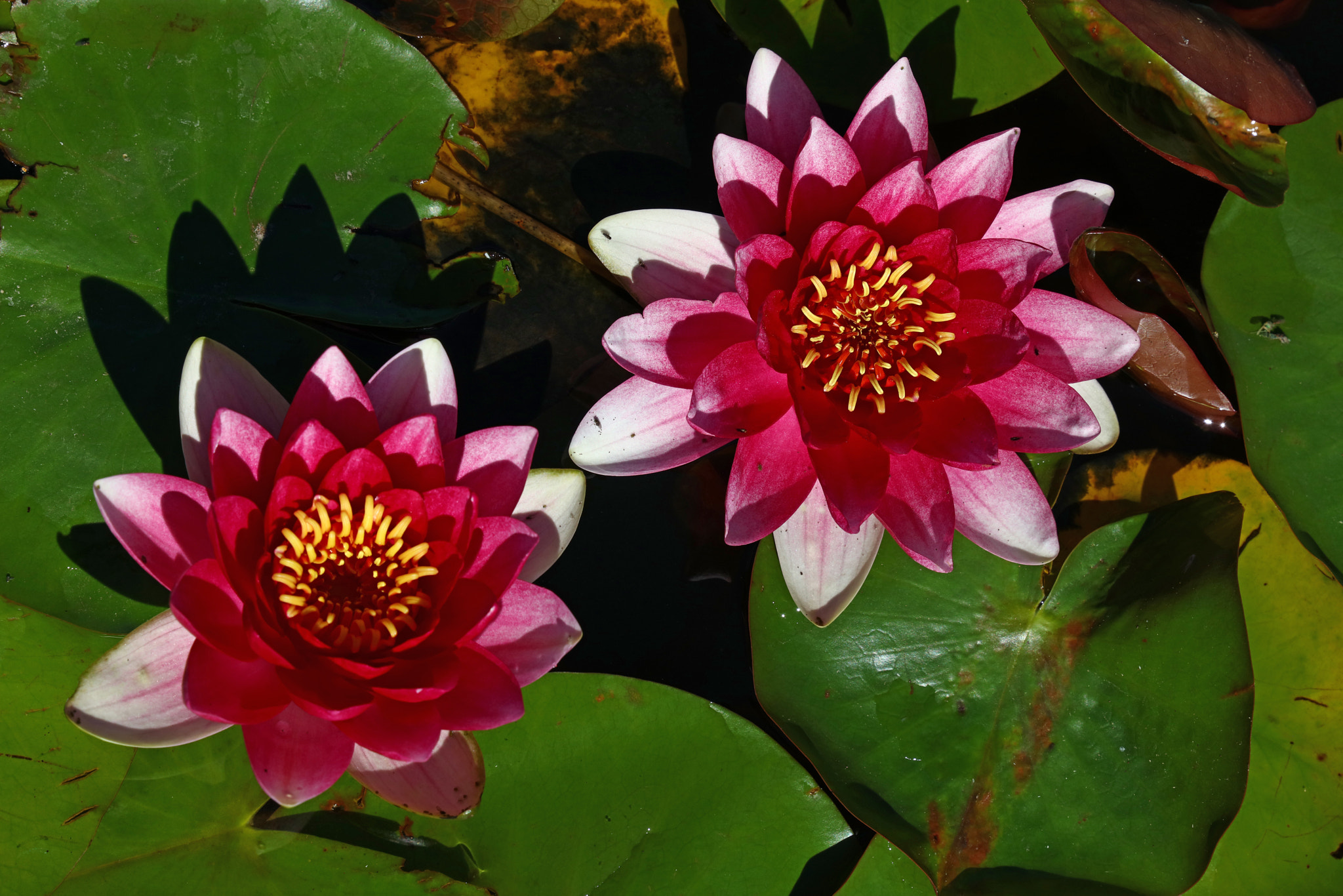 Canon EOS 5DS sample photo. Lotus water lily flower photography
