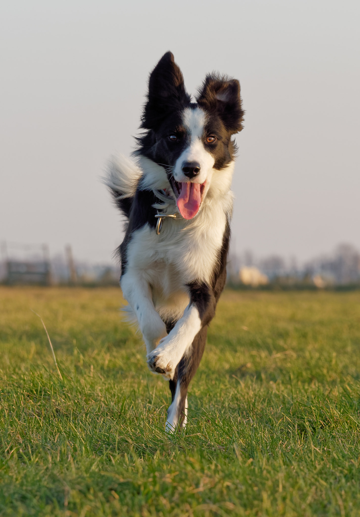 Panasonic Lumix DMC-GX8 + Olympus M.Zuiko Digital ED 40-150mm F2.8 Pro sample photo. Liz, border collie, running towards owner photography