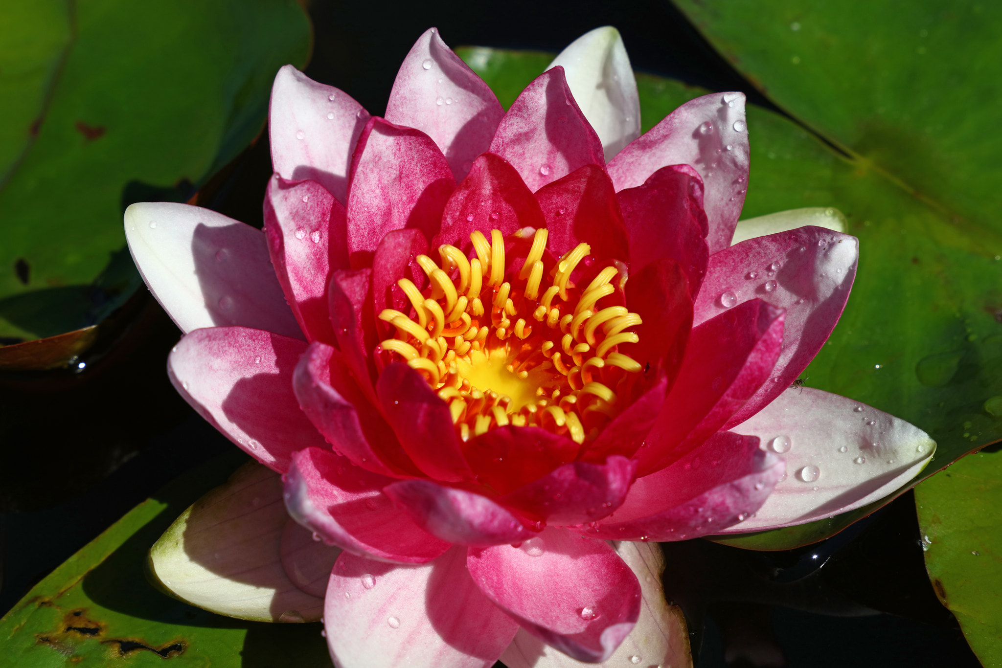Canon EOS 5DS sample photo. Lotus water lily flower photography