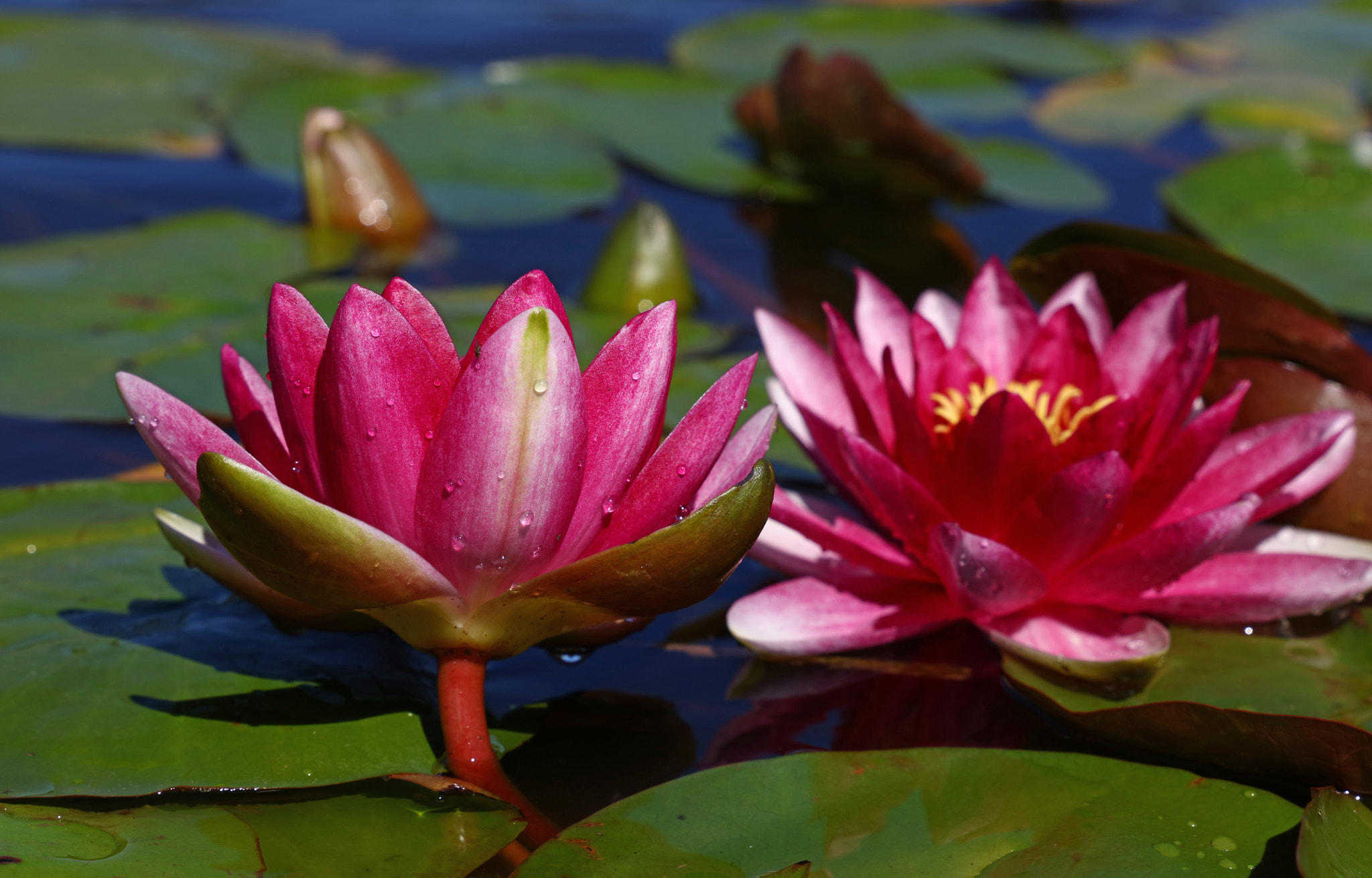 Canon EOS 5DS + Canon EF 24-105mm F3.5-5.6 IS STM sample photo. Lotus water lily flower photography