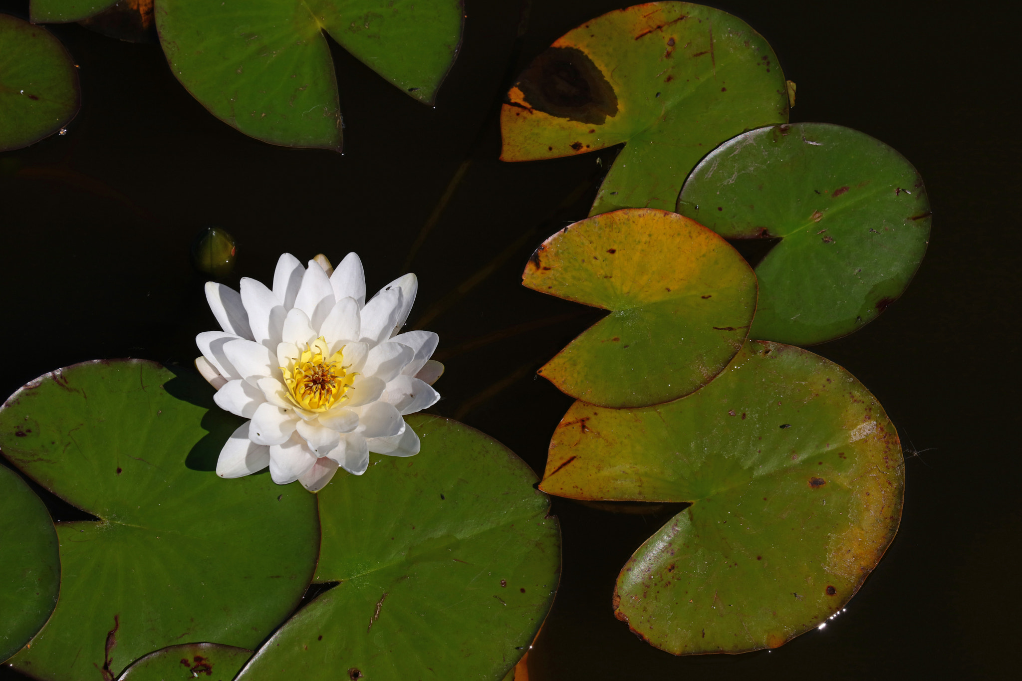 Canon EOS 5DS sample photo. Lotus water lily flower photography