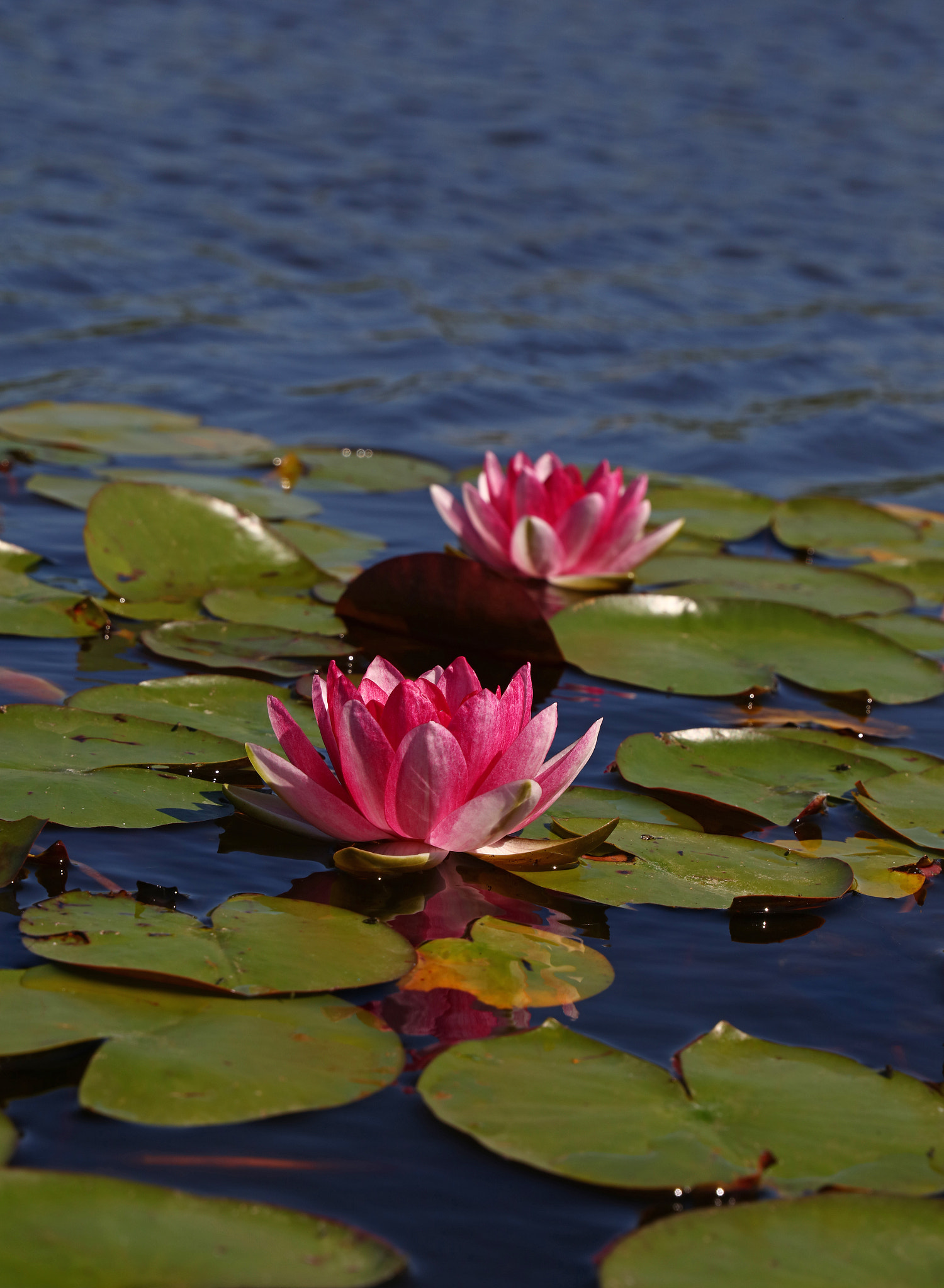 Canon EOS 5DS sample photo. Lotus water lily flower photography