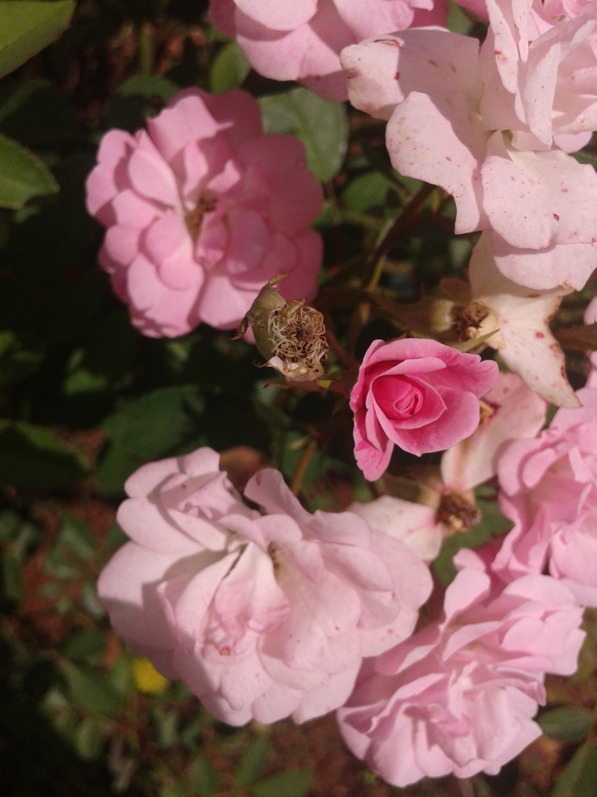 Samsung Galaxy Core sample photo