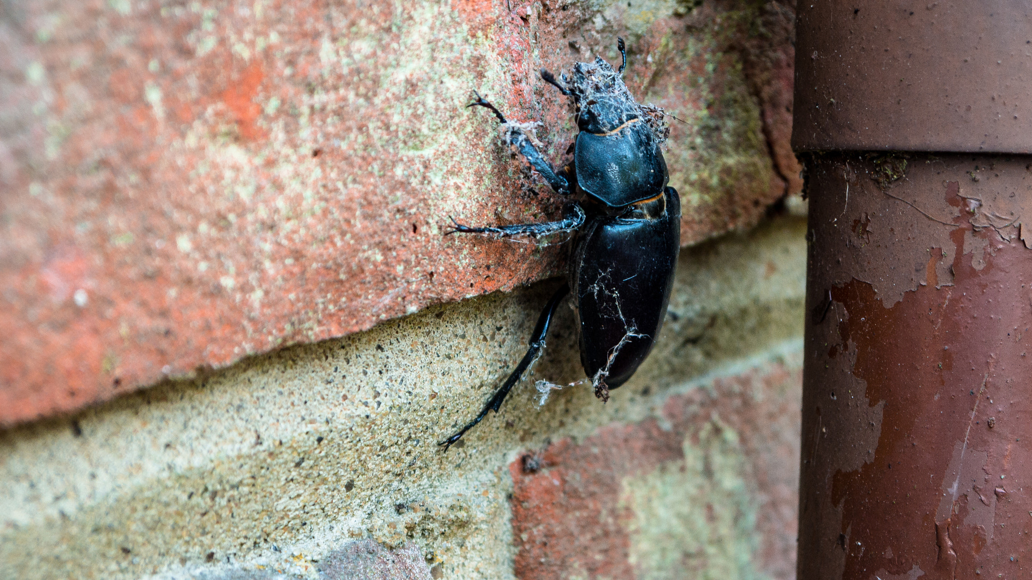 Panasonic Lumix DMC-GF5 sample photo. Stag beetle climbing wall photography