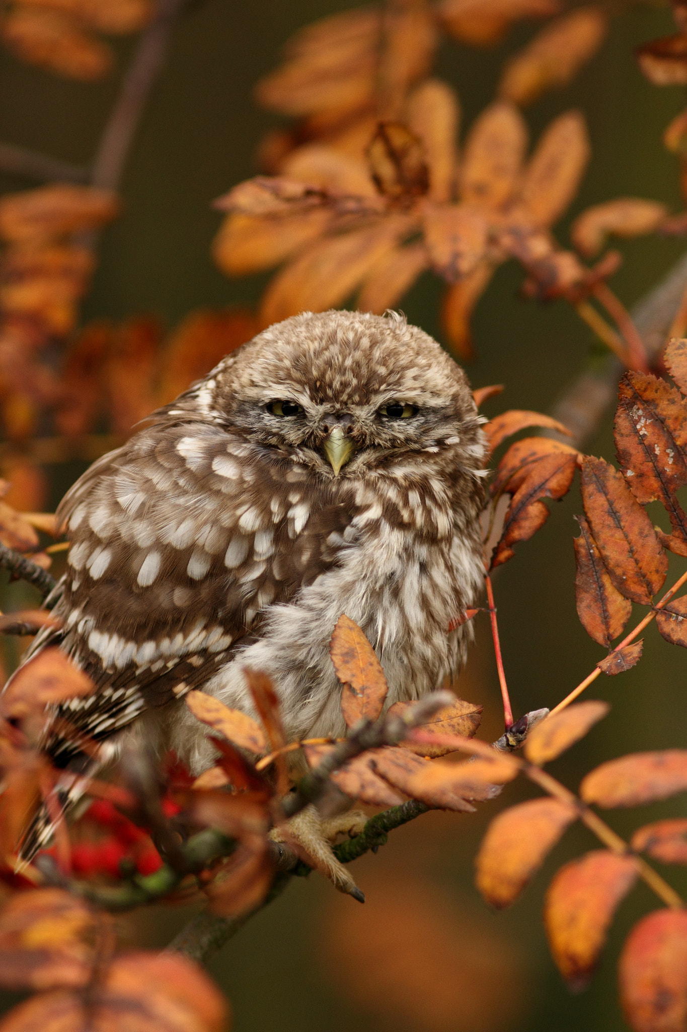 Canon EOS 550D (EOS Rebel T2i / EOS Kiss X4) + Canon EF 300mm F4L IS USM sample photo. Eurasian pygmy owl photography