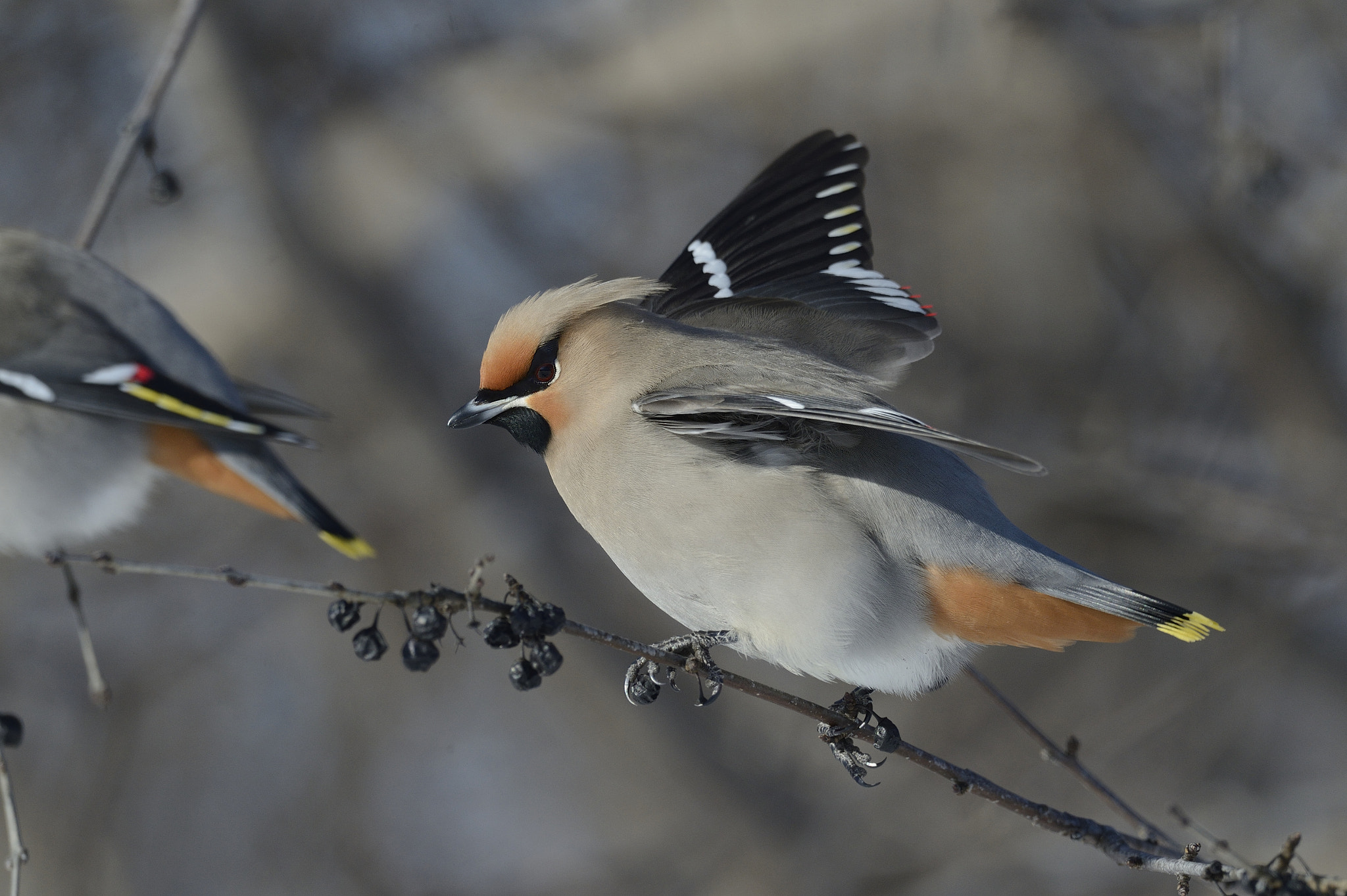Nikon AF-S Nikkor 800mm F5.6E FL ED VR sample photo. Jaseur boreal / bobucilla garrulus / bohemian waxwing photography