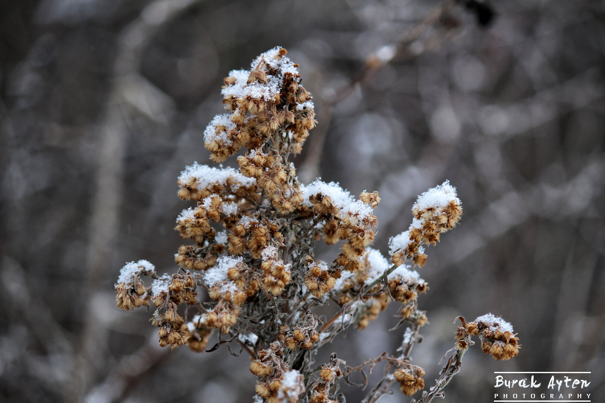 Canon EF-S 55-250mm F4-5.6 IS II sample photo. Winter came.. photography