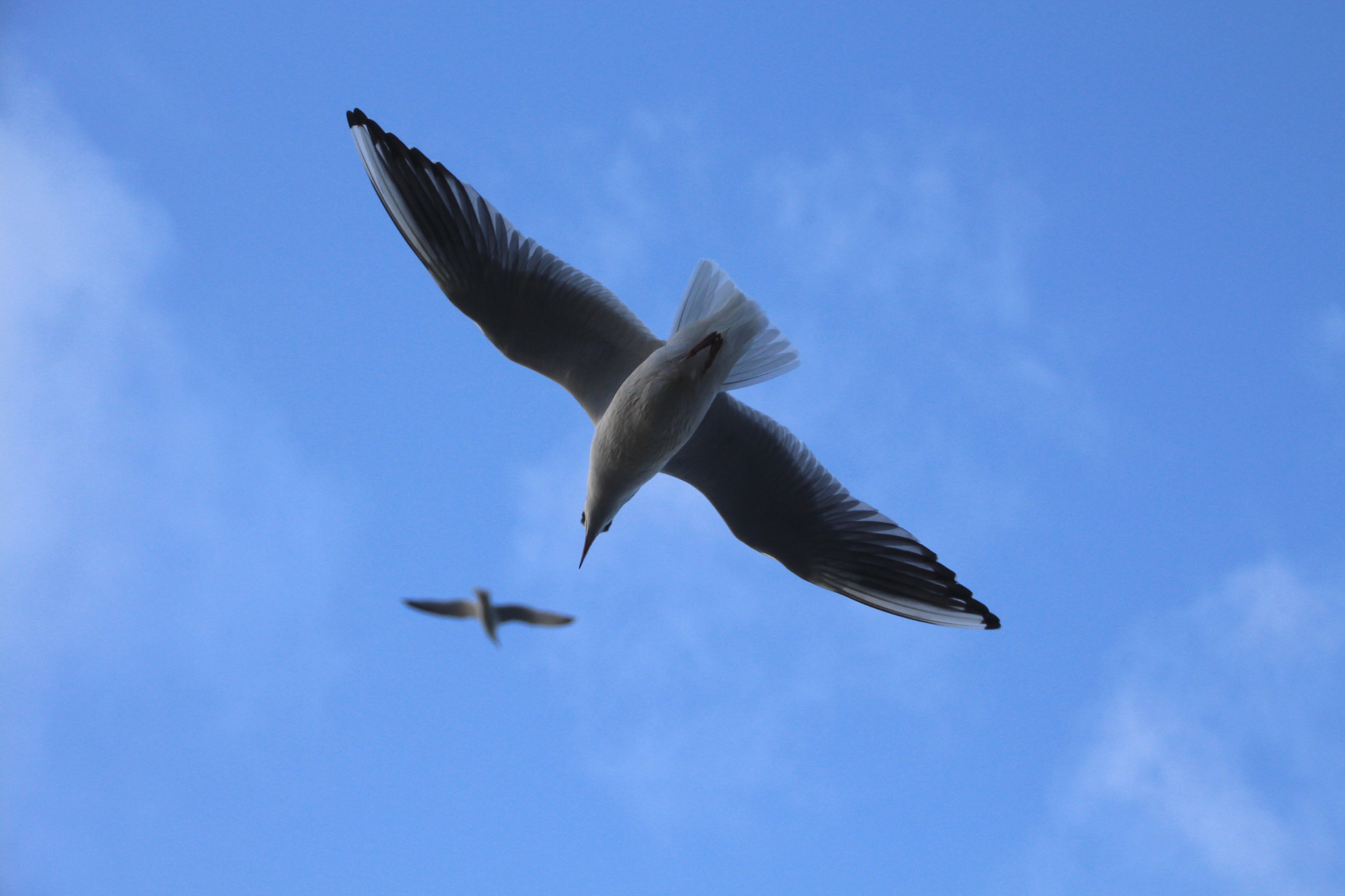 Canon EOS 650D (EOS Rebel T4i / EOS Kiss X6i) sample photo. Wings photography
