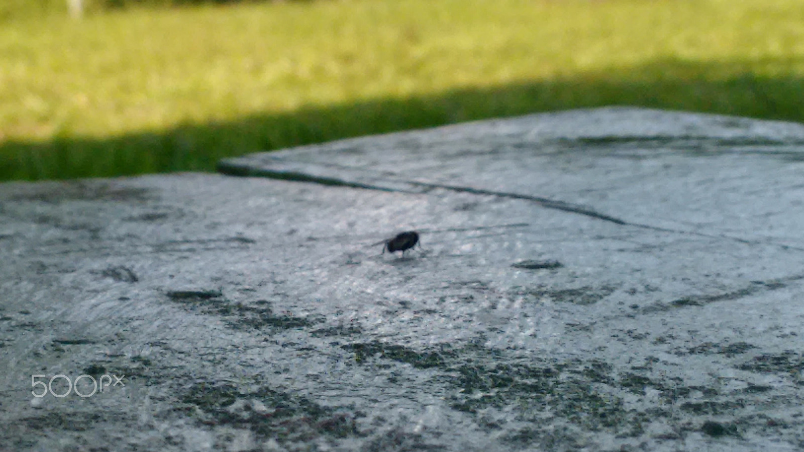 Motorola Moto G with 4G LTE (2nd Gen) sample photo. Small insect photography