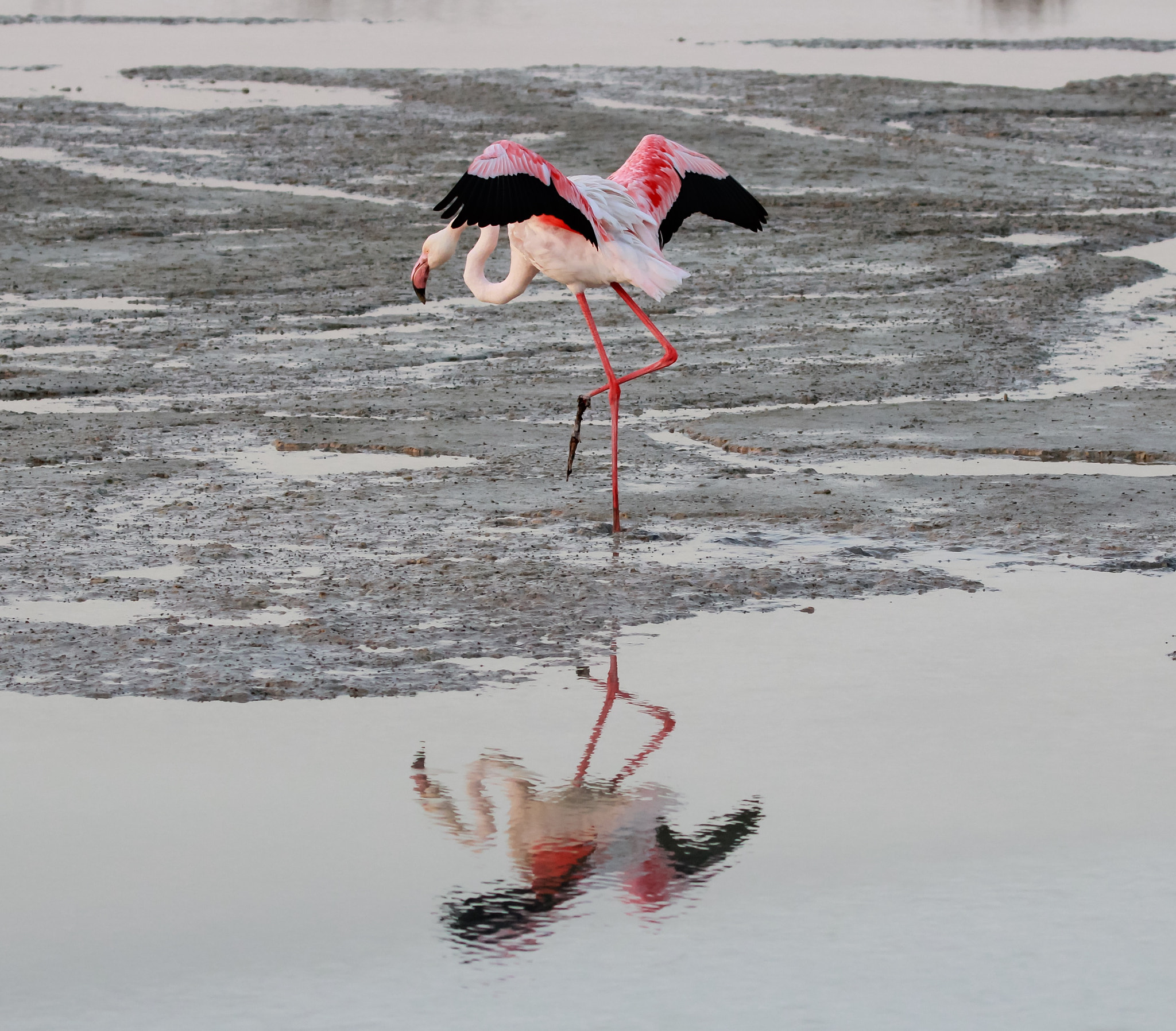 Canon EOS 60D sample photo. Pink flamingo at ras al khor sanctuary in dubai photography