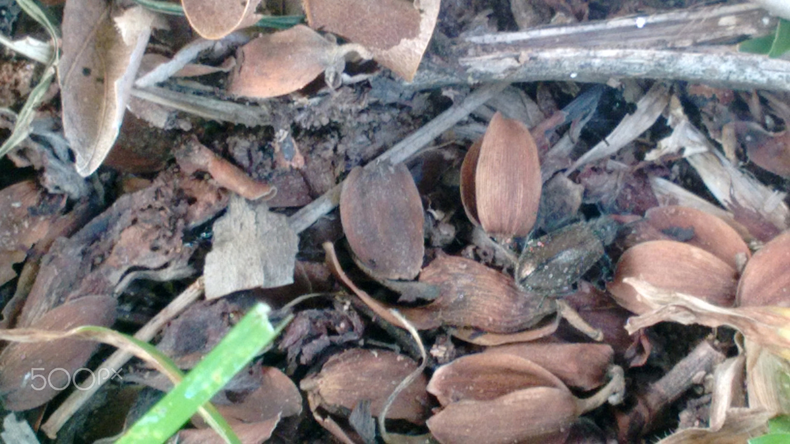 Motorola Moto G with 4G LTE (2nd Gen) sample photo. Leaves remnants photography