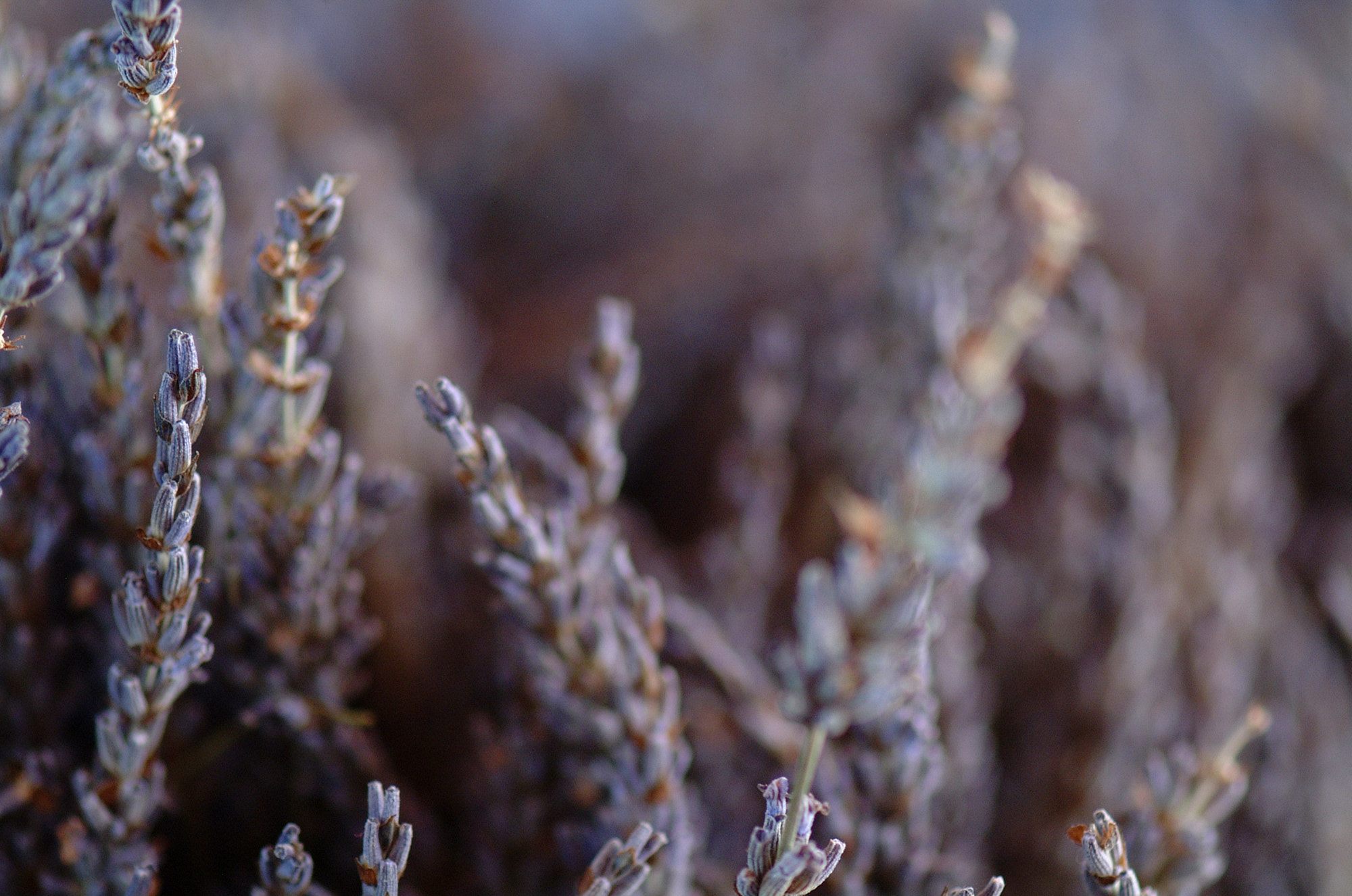 Fujifilm FinePix S1 Pro sample photo. Lavender photography