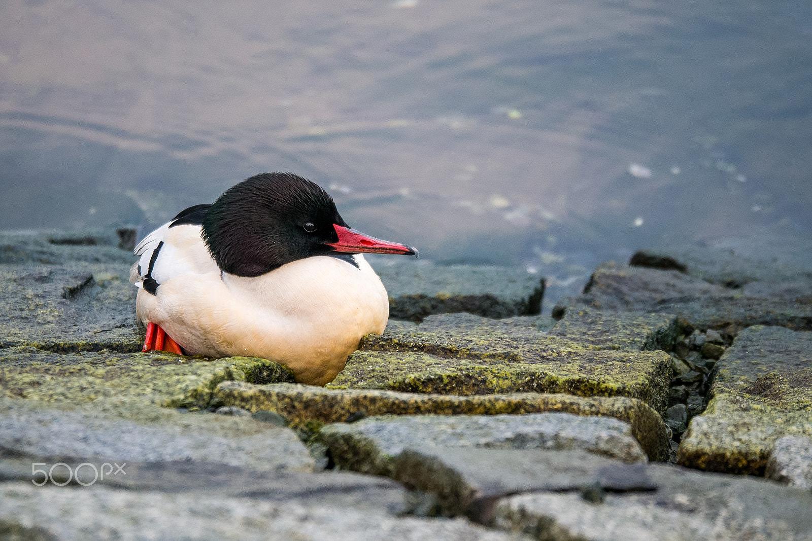 Panasonic Lumix G X Vario 35-100mm F2.8 OIS sample photo. Duck photography