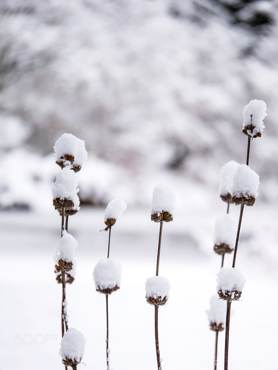 Panasonic Lumix DMC-G85 (Lumix DMC-G80) sample photo. Snow "cotten" flowers photography