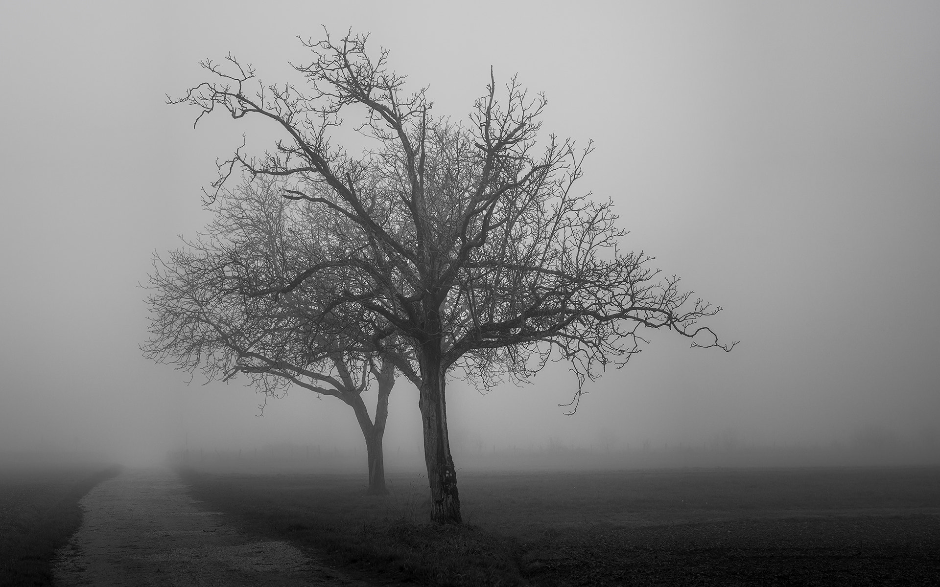 Pentax K-500 sample photo. Lone trees in the fog... photography
