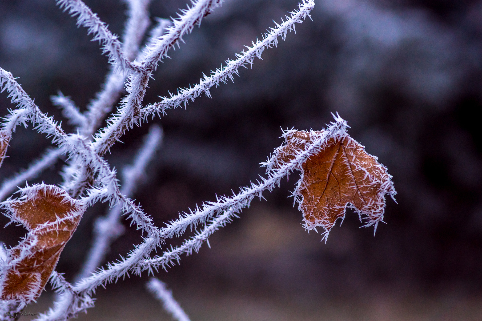 Sony DT 55-200mm F4-5.6 SAM sample photo. Winter photography