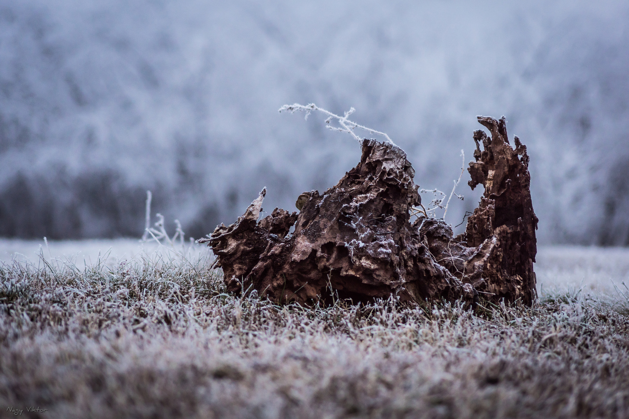 Sony DT 55-200mm F4-5.6 SAM sample photo. Winter photography