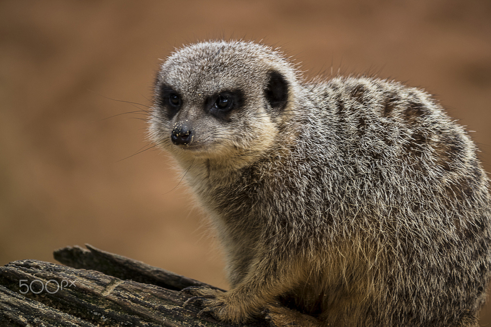 Canon EF-S 55-250mm F4-5.6 IS sample photo. Suricate photography