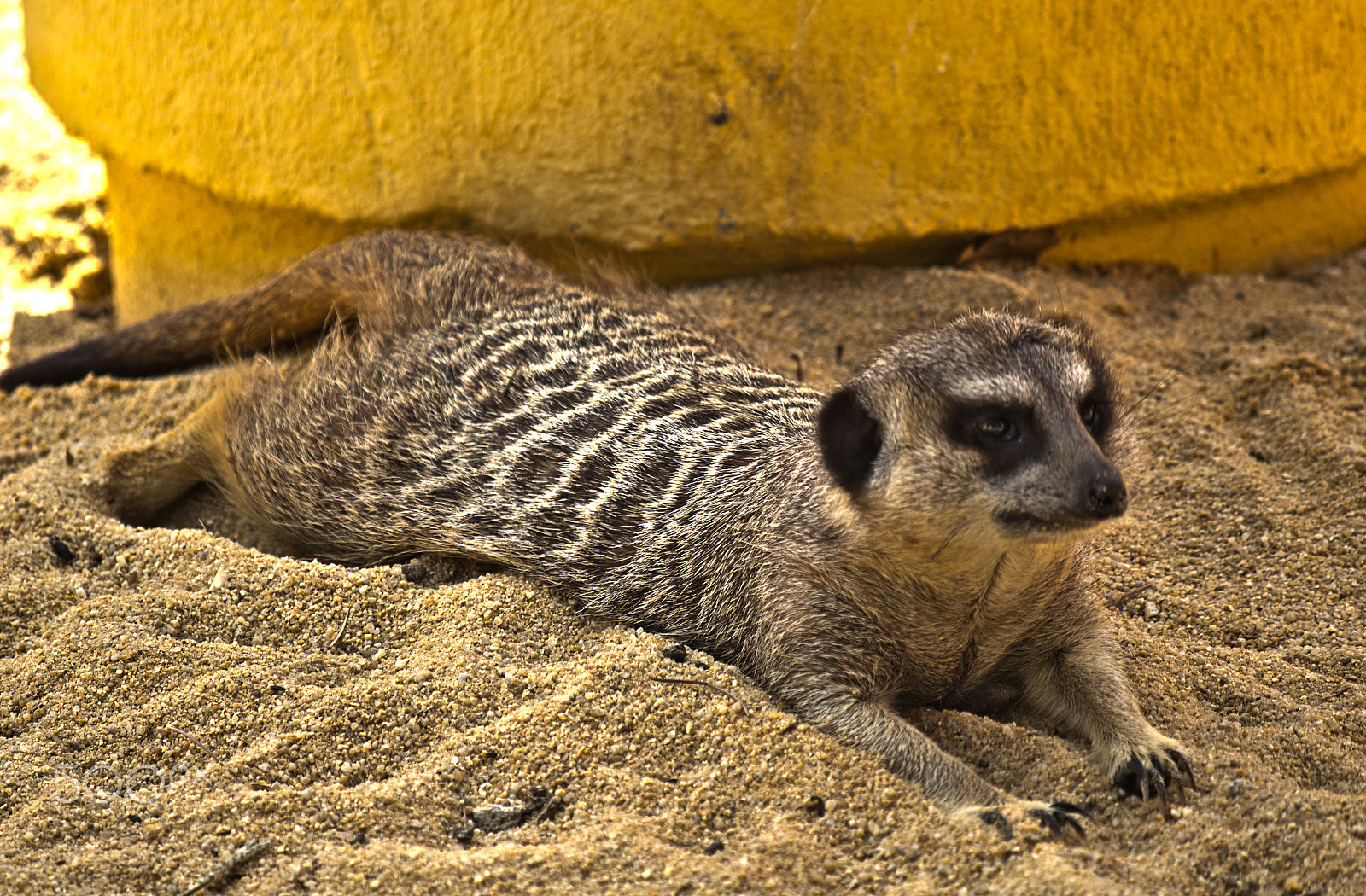 Canon EF-S 55-250mm F4-5.6 IS sample photo. Suricate photography