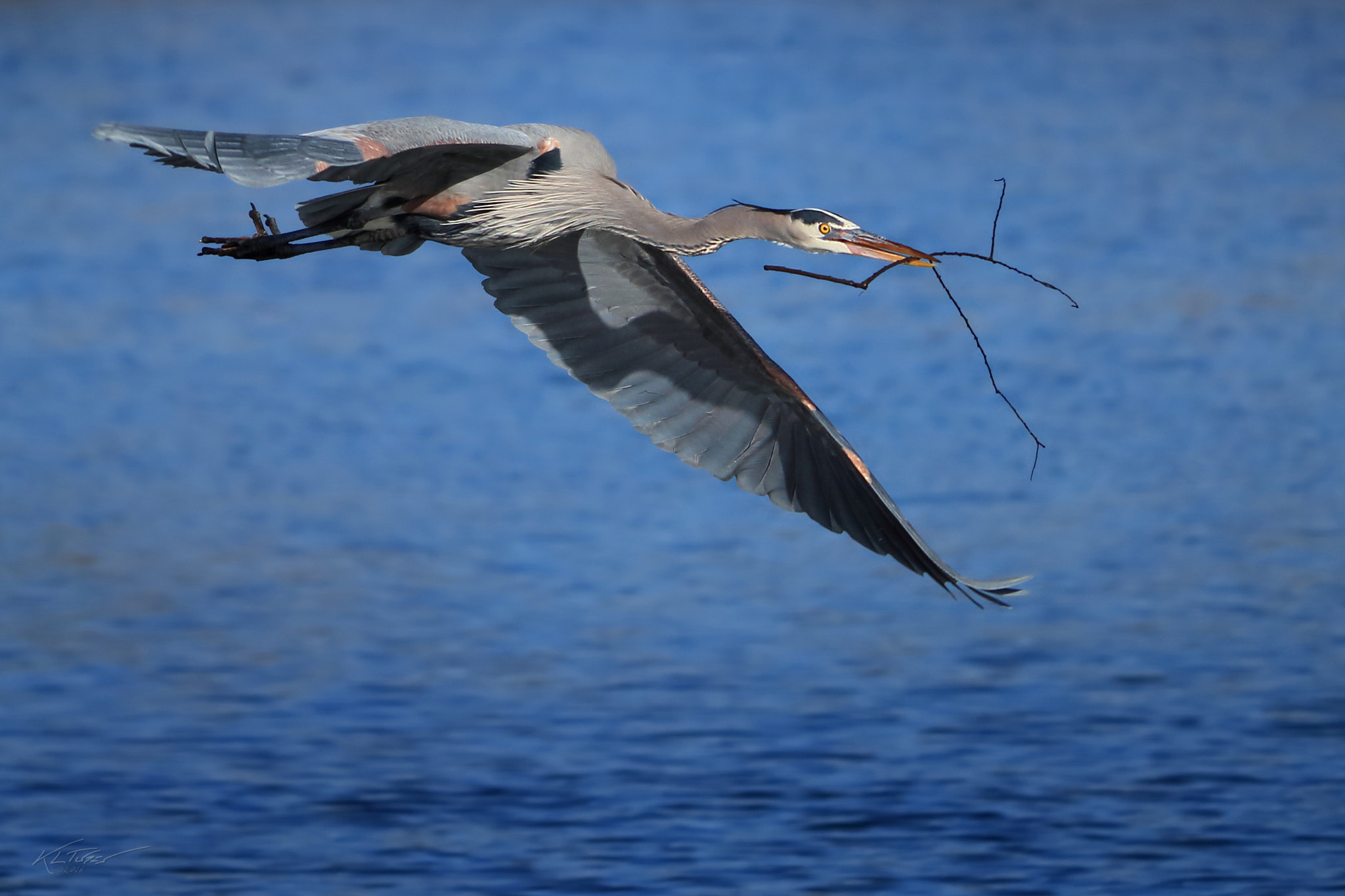 Canon EOS 100D (EOS Rebel SL1 / EOS Kiss X7) sample photo. Great blue heron nest building photography