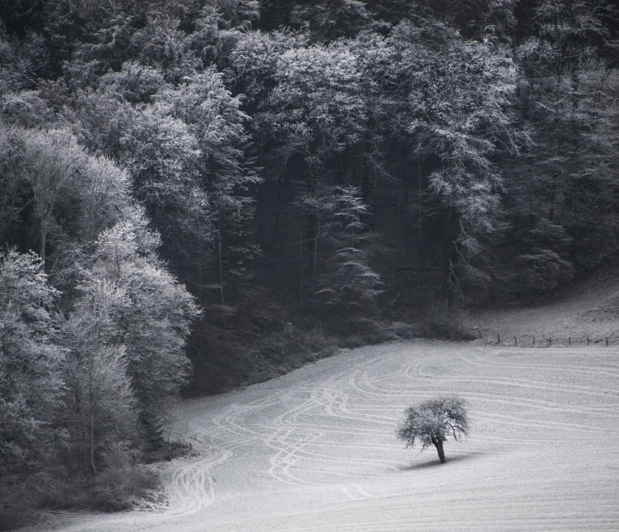 Nikon D5 sample photo. Outsider photography