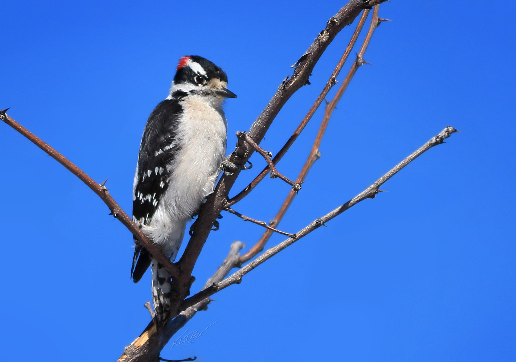 Canon EOS 100D (EOS Rebel SL1 / EOS Kiss X7) sample photo. Downy woodpecker photography