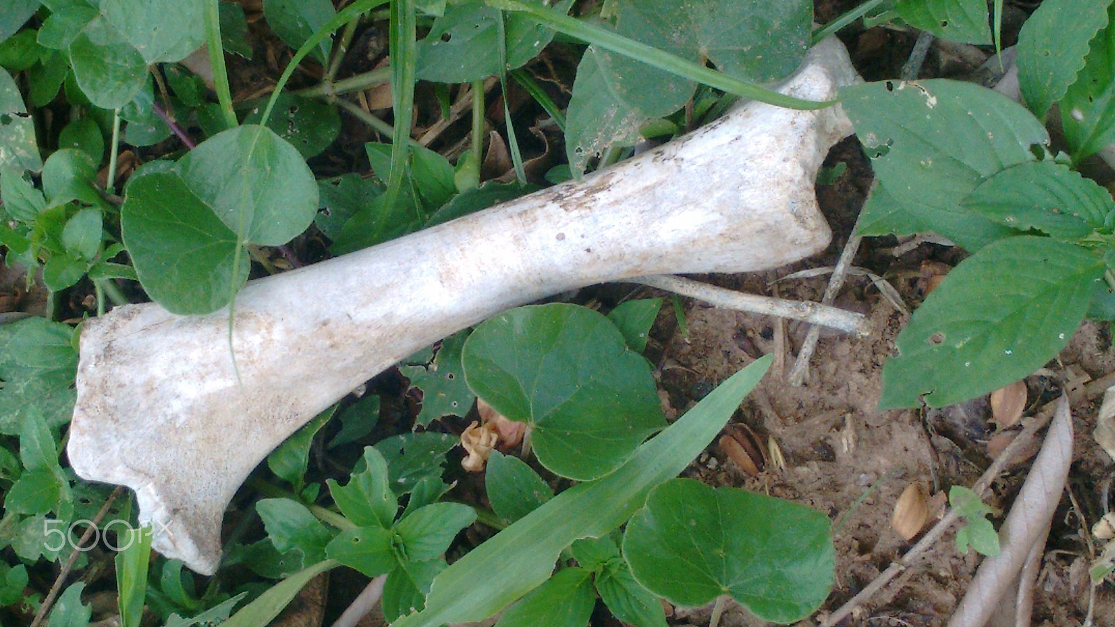 Motorola Moto G with 4G LTE (2nd Gen) sample photo. Bone photography