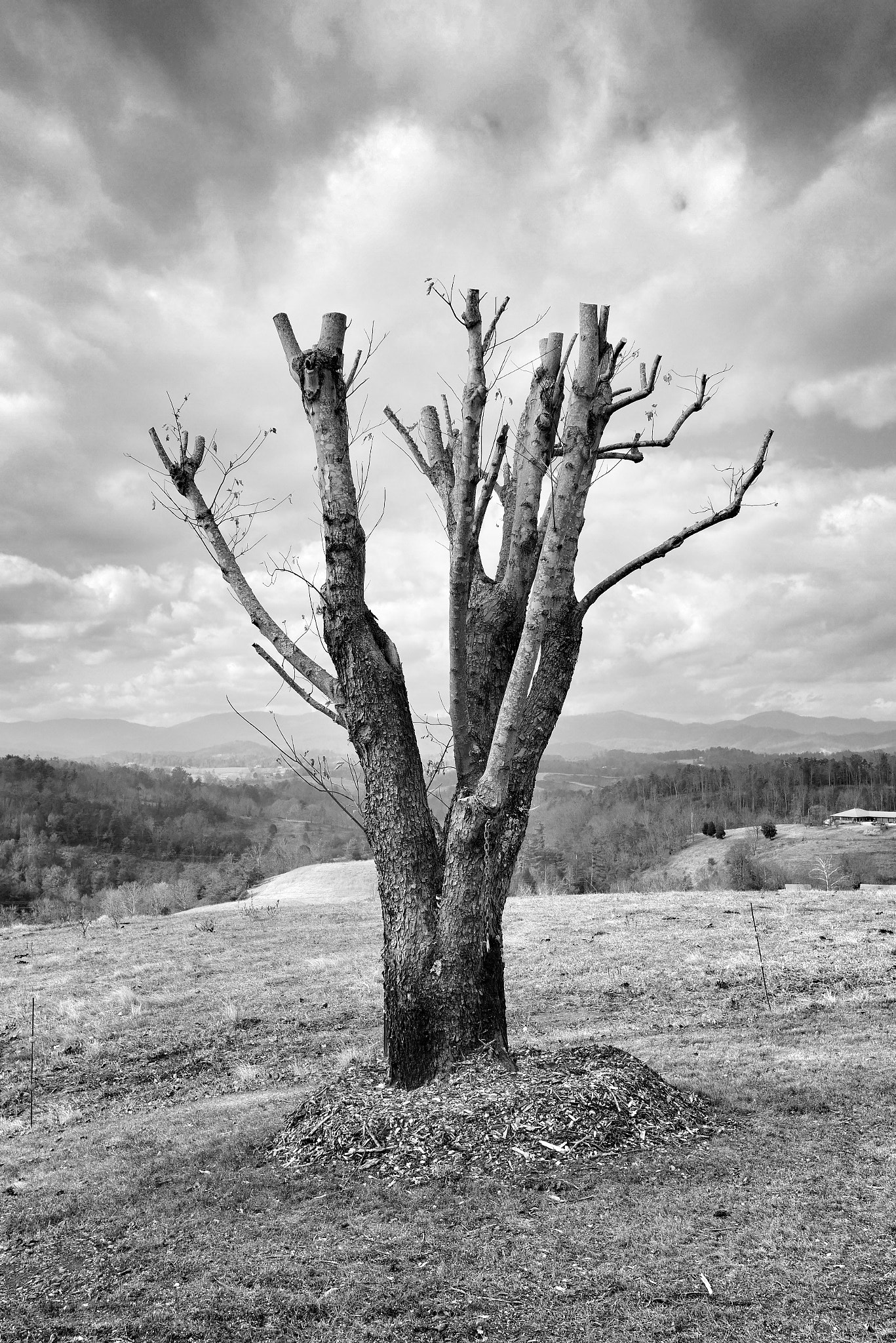 LEICA DG SUMMILUX 15/F1.7 sample photo. Back at the farm photography