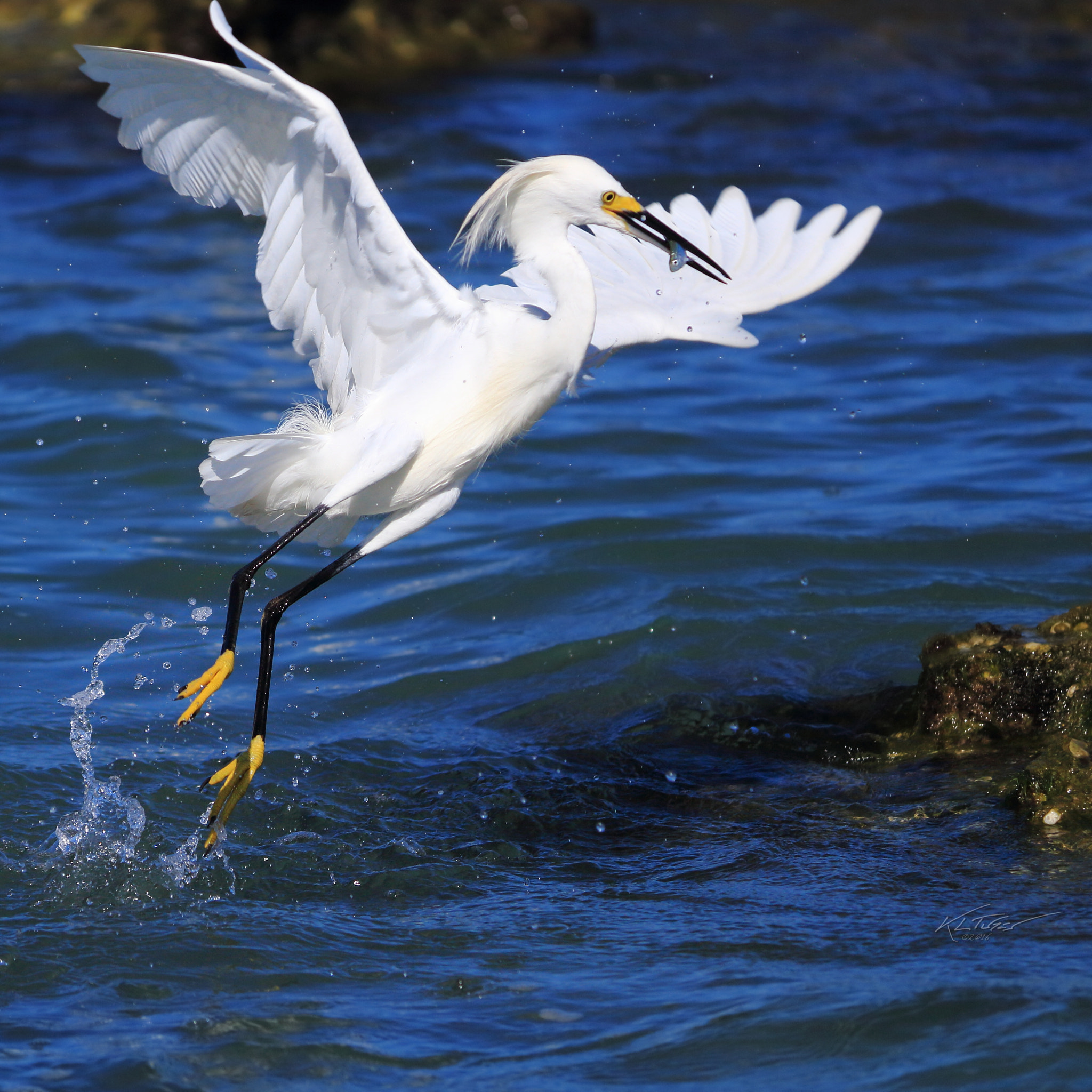 Canon EOS 100D (EOS Rebel SL1 / EOS Kiss X7) sample photo. Graceful egret photography