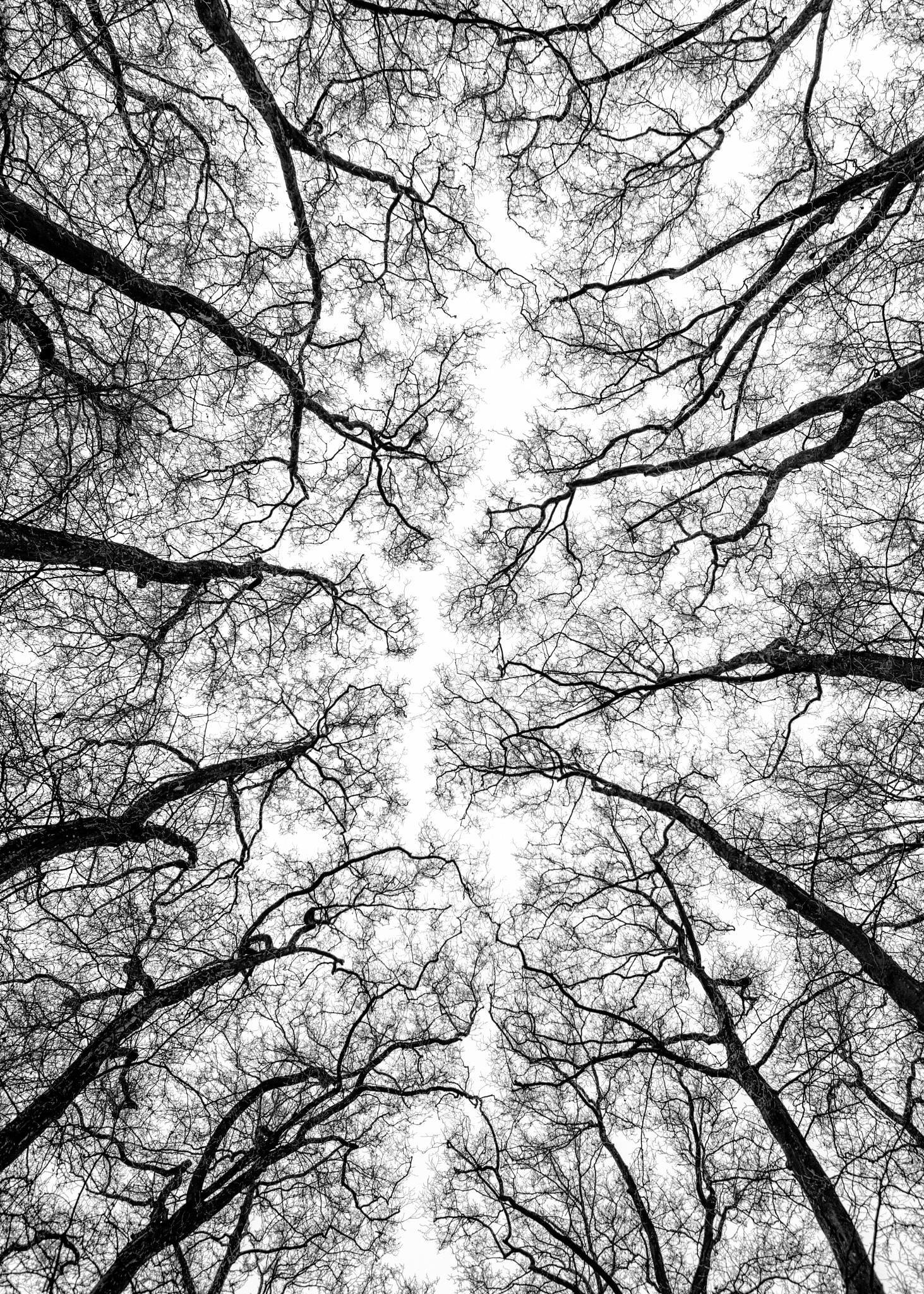 Canon EOS 5DS R sample photo. Jardin de versailles photography