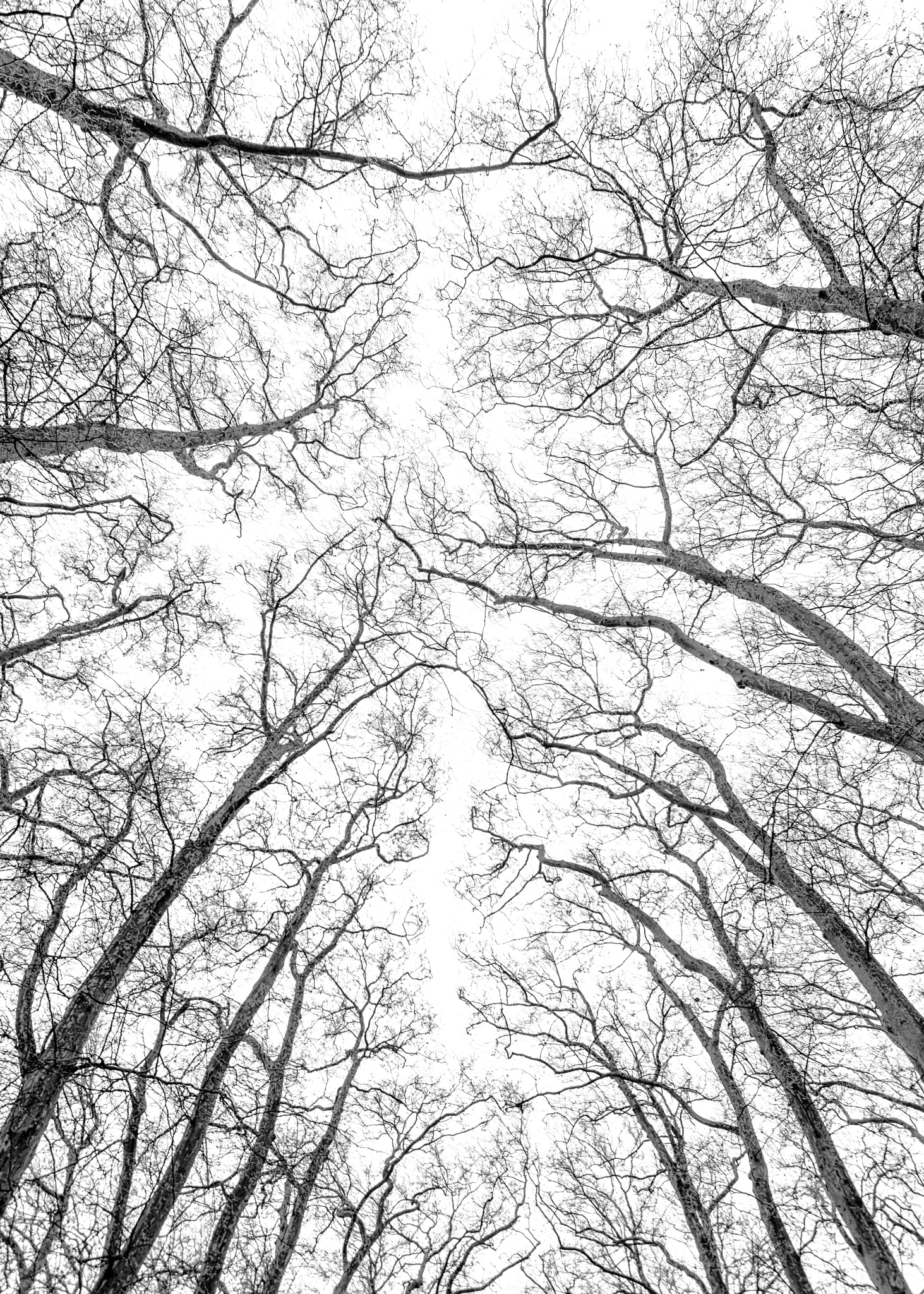 Canon EOS 5DS R sample photo. Jardin de versailles photography
