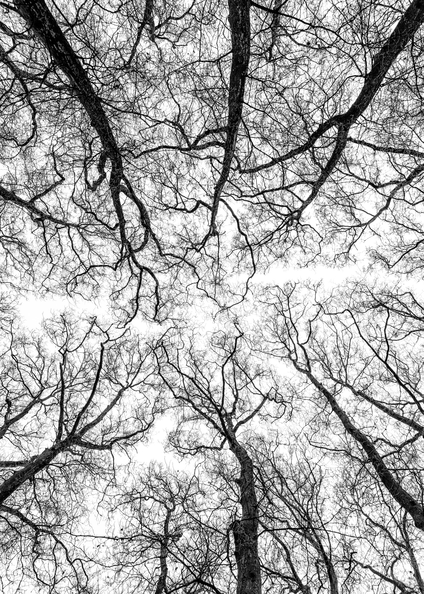 Canon EOS 5DS R sample photo. Jardin de versailles photography