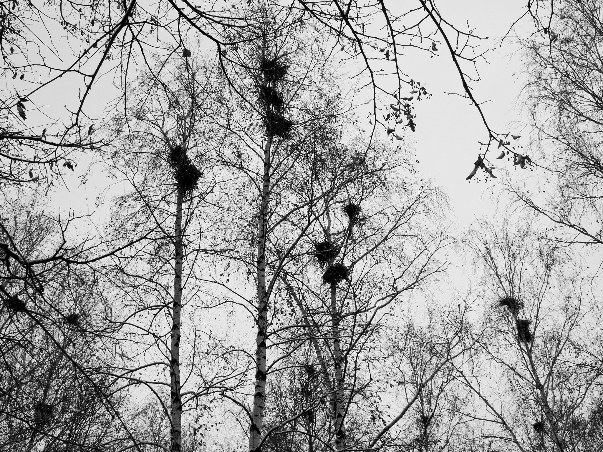 Olympus OM-D E-M1 + SIGMA 18-50mm F2.8 DC sample photo. The autumn nests photography