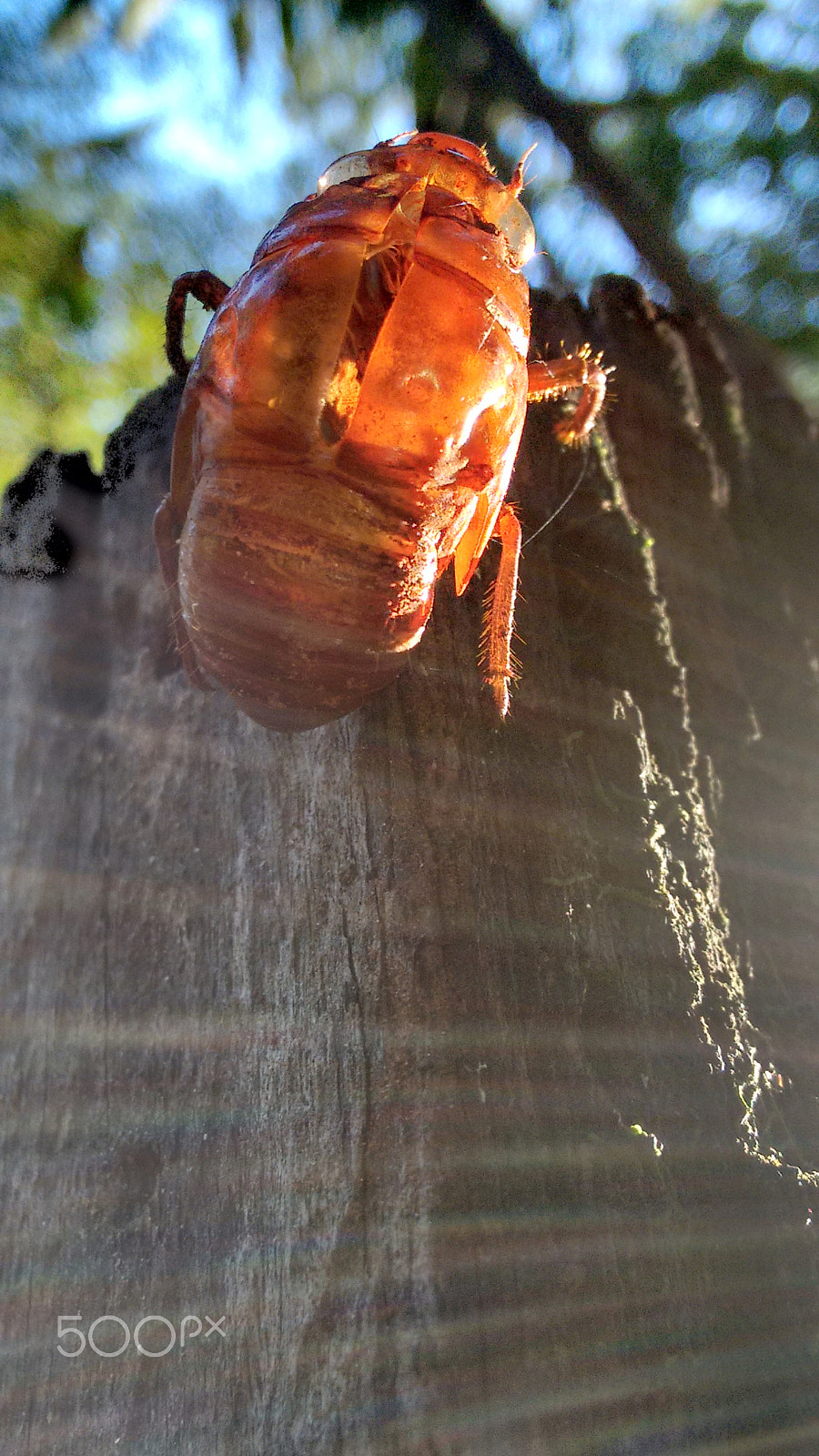 Motorola Moto G with 4G LTE (2nd Gen) sample photo. Cicada photography