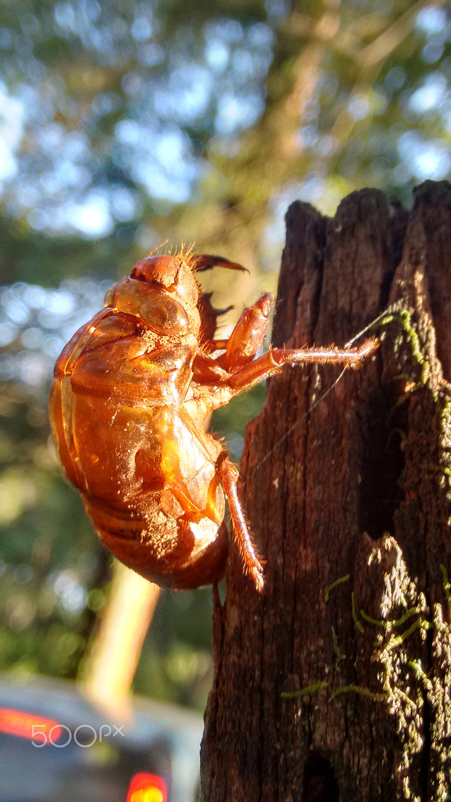Motorola Moto G with 4G LTE (2nd Gen) sample photo. Cicada photography