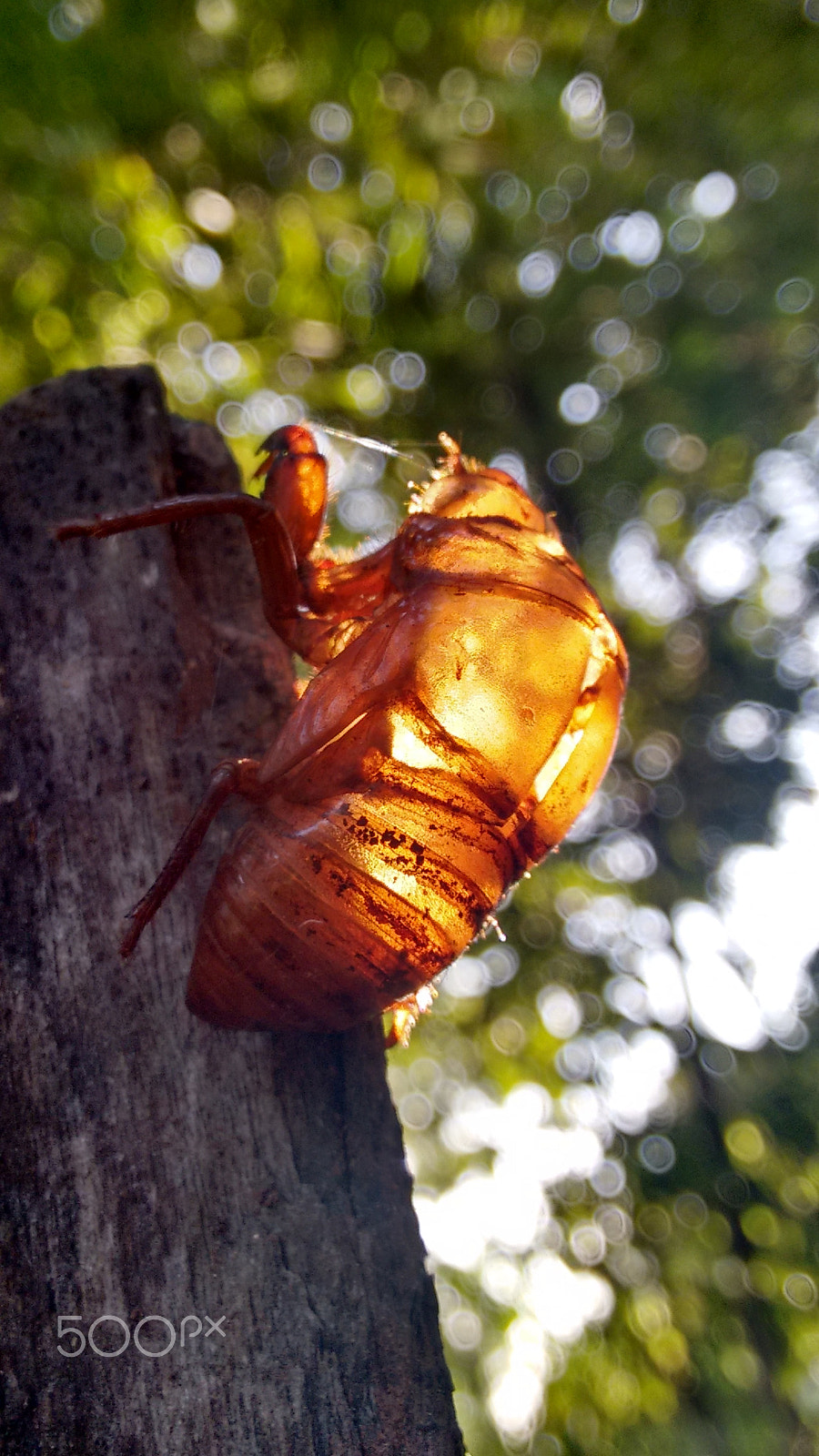 Motorola Moto G with 4G LTE (2nd Gen) sample photo. Cicada photography