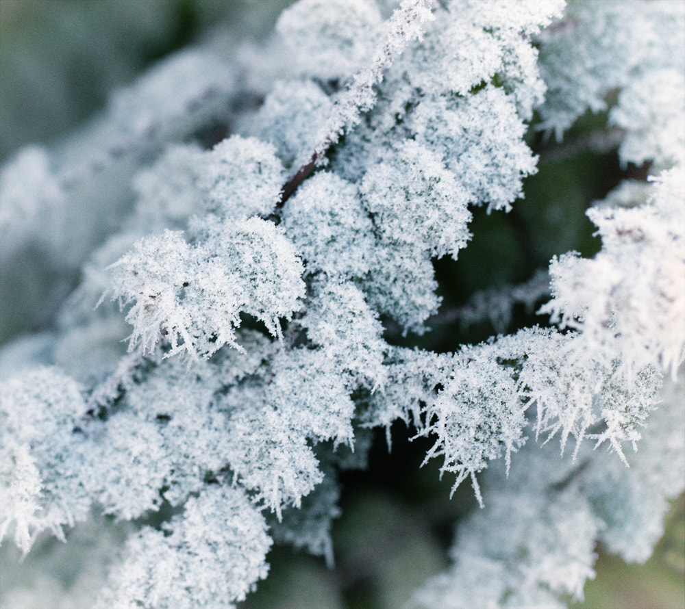 Canon EF 100mm F2.8L Macro IS USM sample photo. Little hoar frost monsters :o) photography
