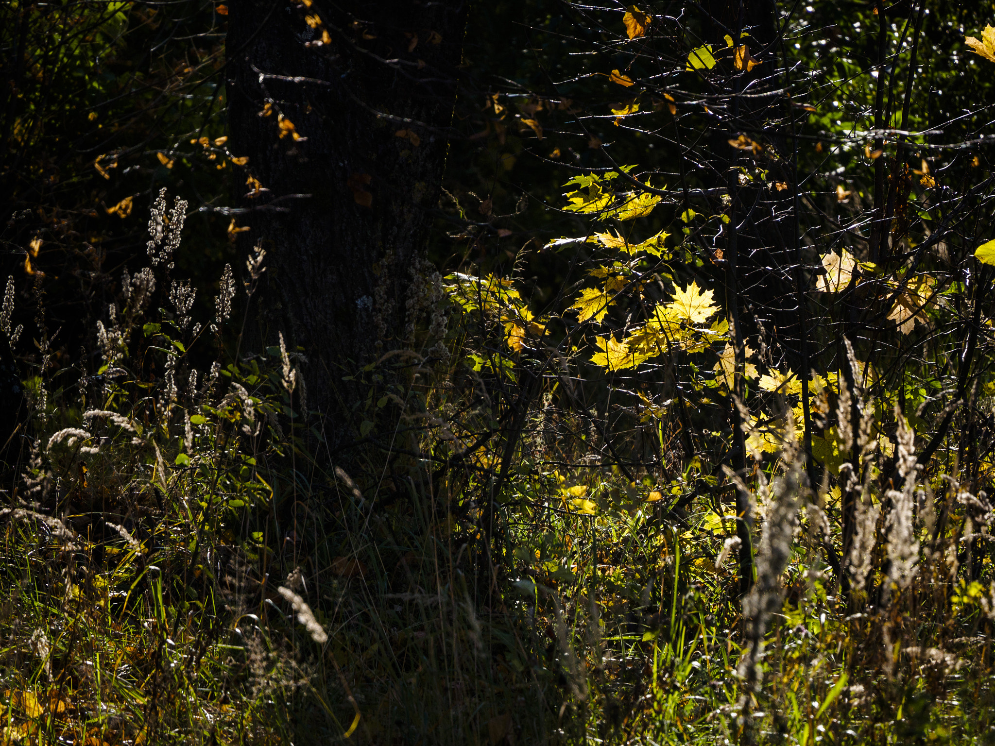 LUMIX G VARIO 45-150/F4.0-5.6 sample photo. Autumn mess photography