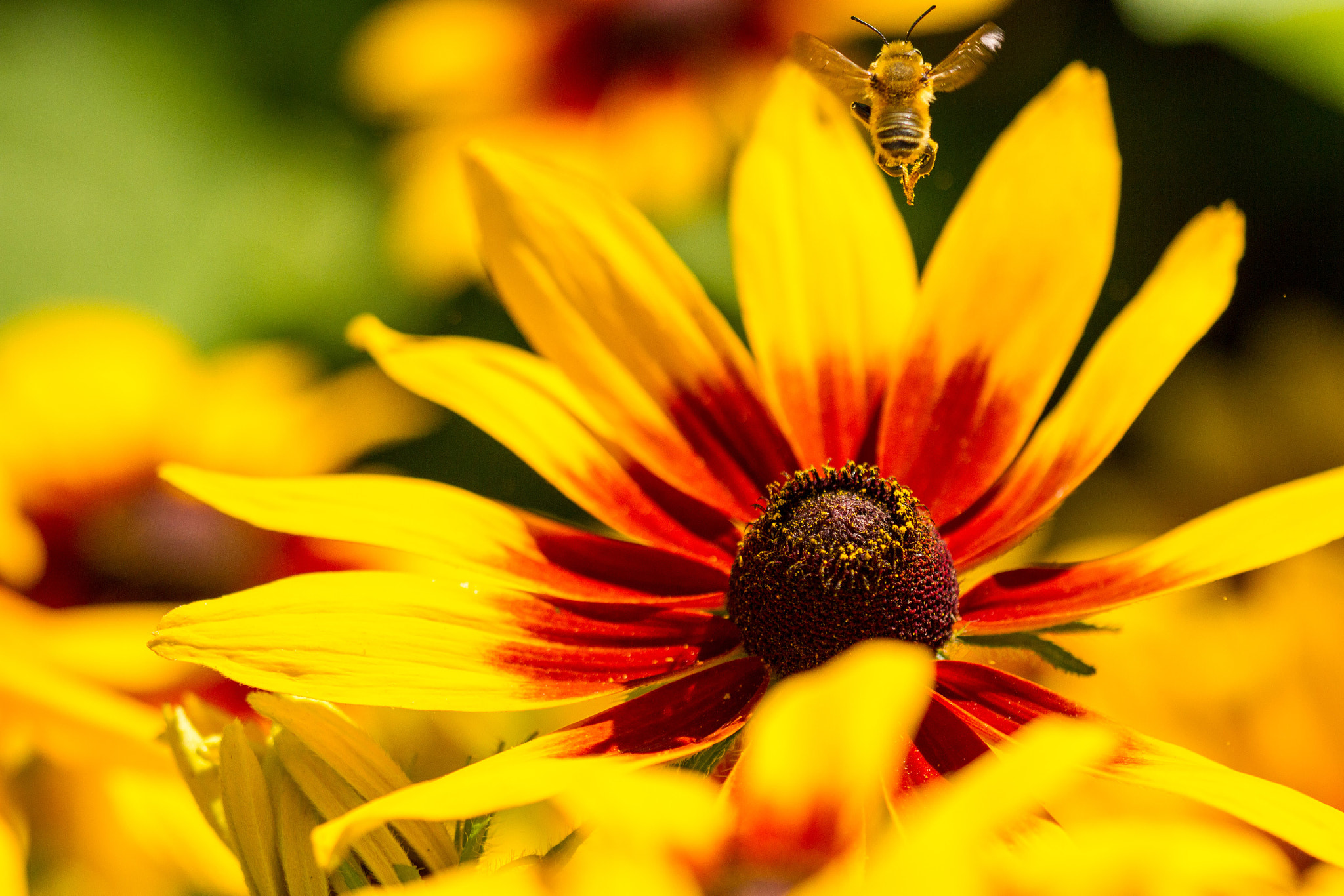 Sigma APO Macro 150mm f/2.8 EX DG HSM sample photo. Bee yoga photography