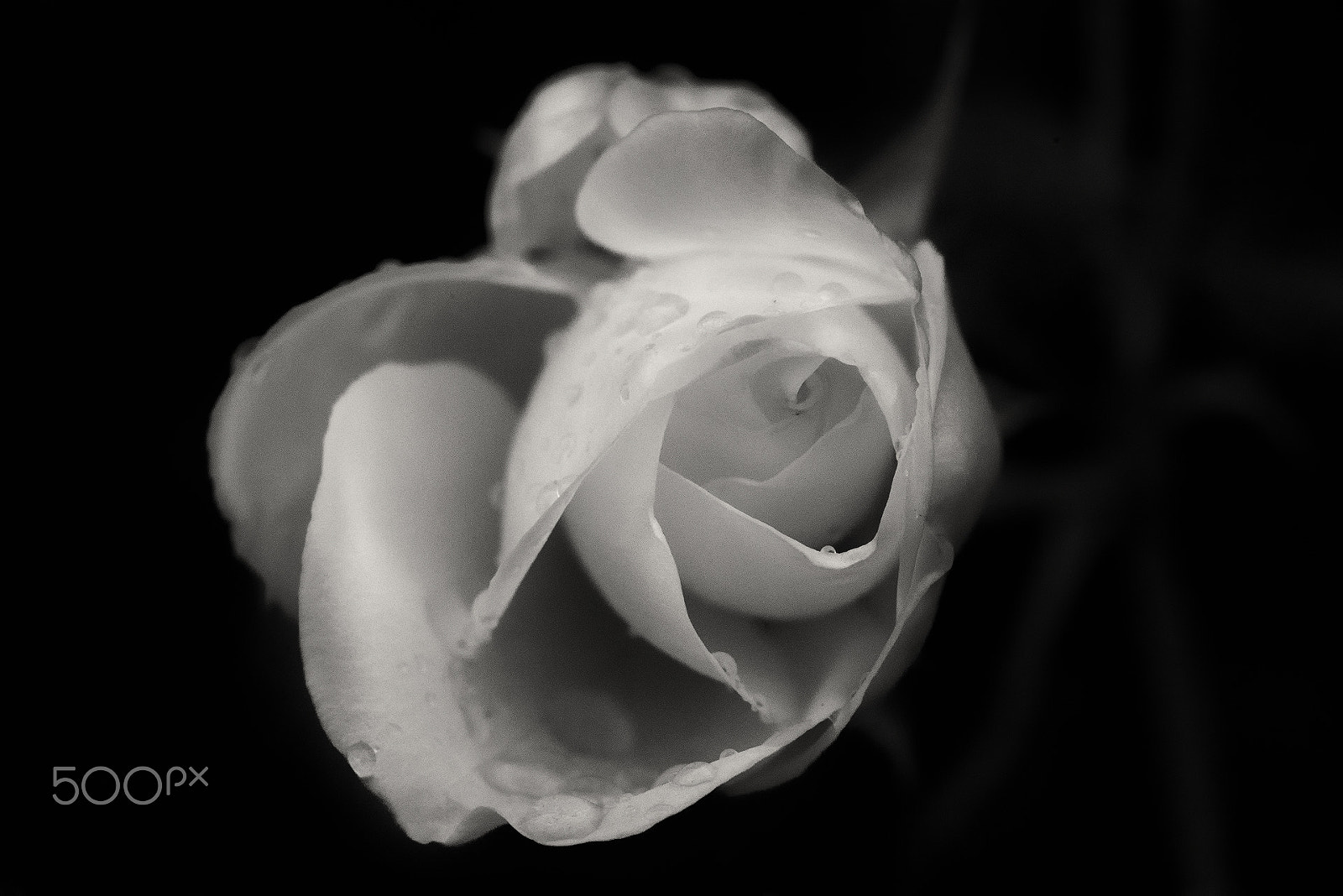 Sony a7R + Minolta AF 100mm F2.8 Macro [New] sample photo. Infrared rose photography