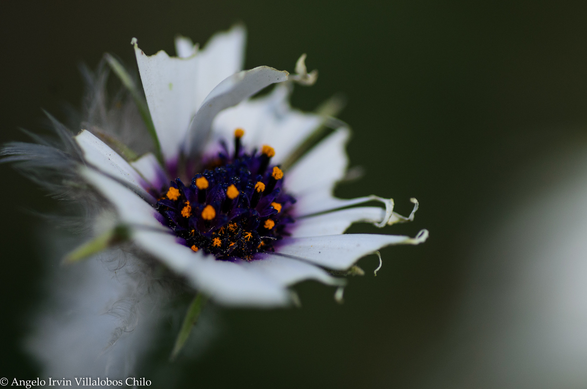 Tamron SP AF 90mm F2.8 Di Macro sample photo. Flor 001 photography