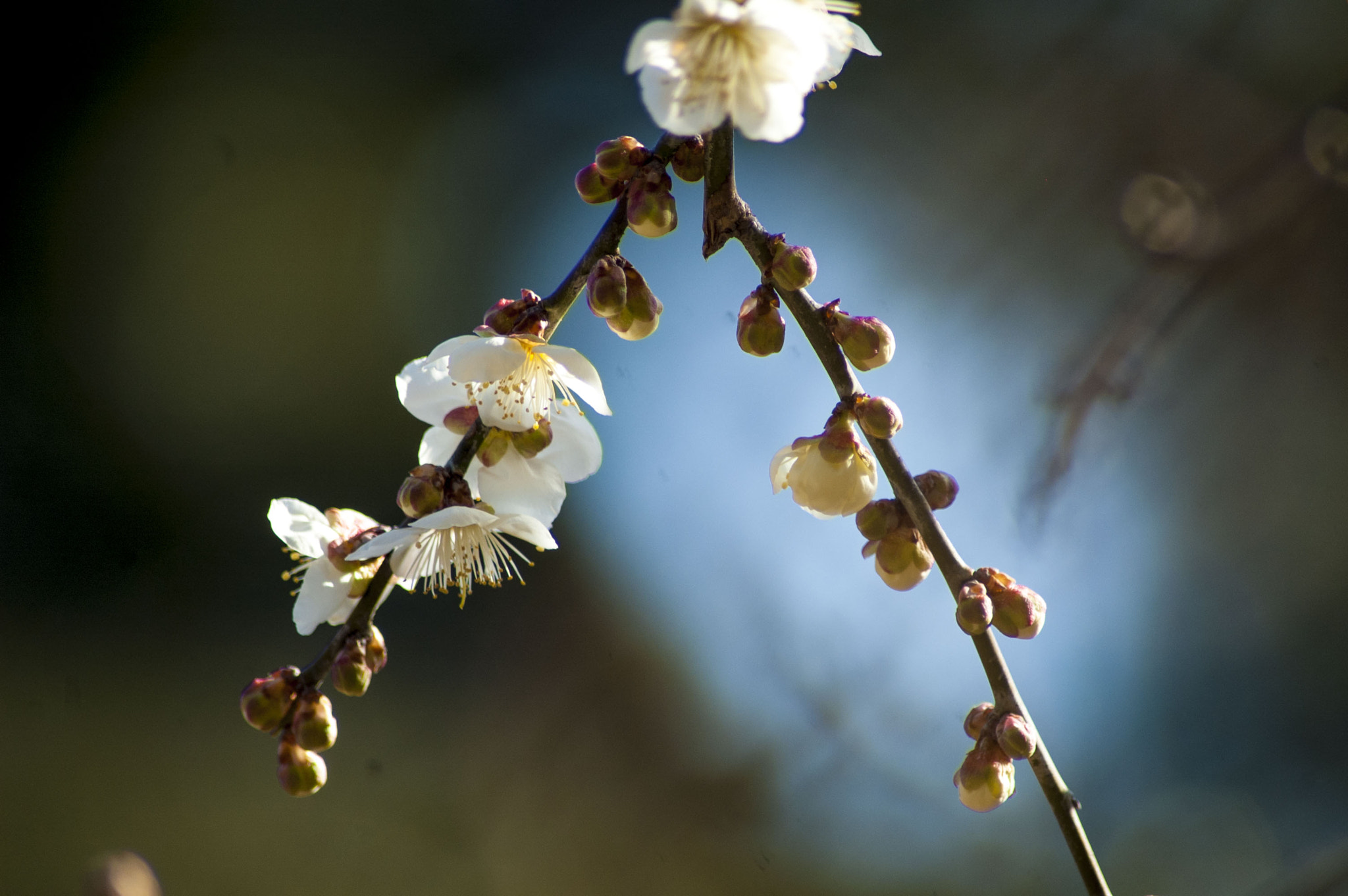 Nikon D70 sample photo. Plum photography